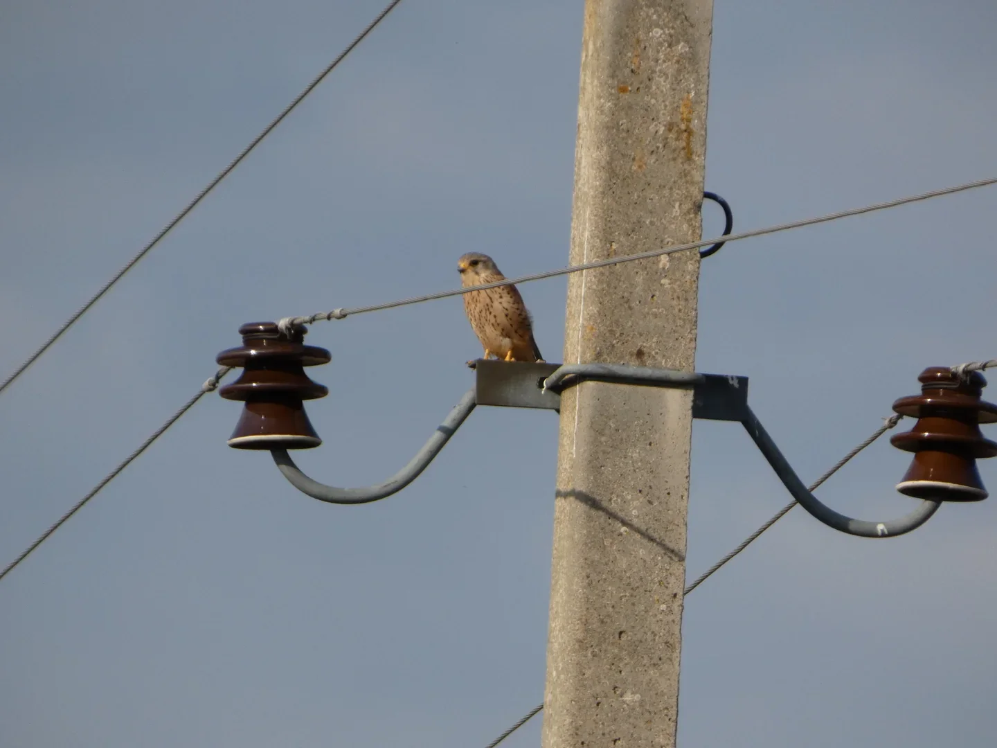 Perched Kestrel photographed with the Lumix FZ82D at an estimated 70 metres.