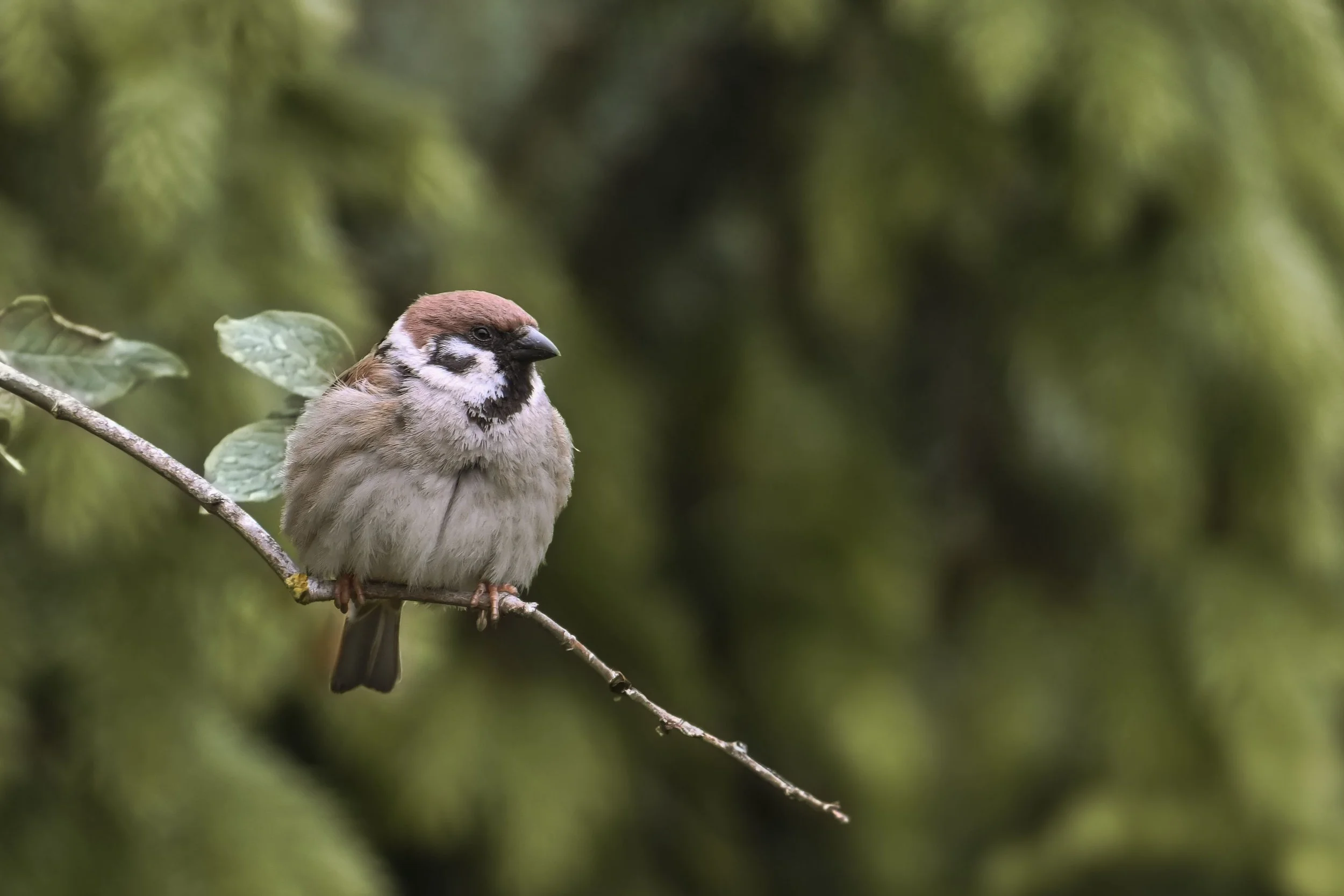 Tree Sparrow vs House Sparrow: How to Tell Them Apart