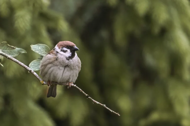 Tree Sparrow perched on a branch