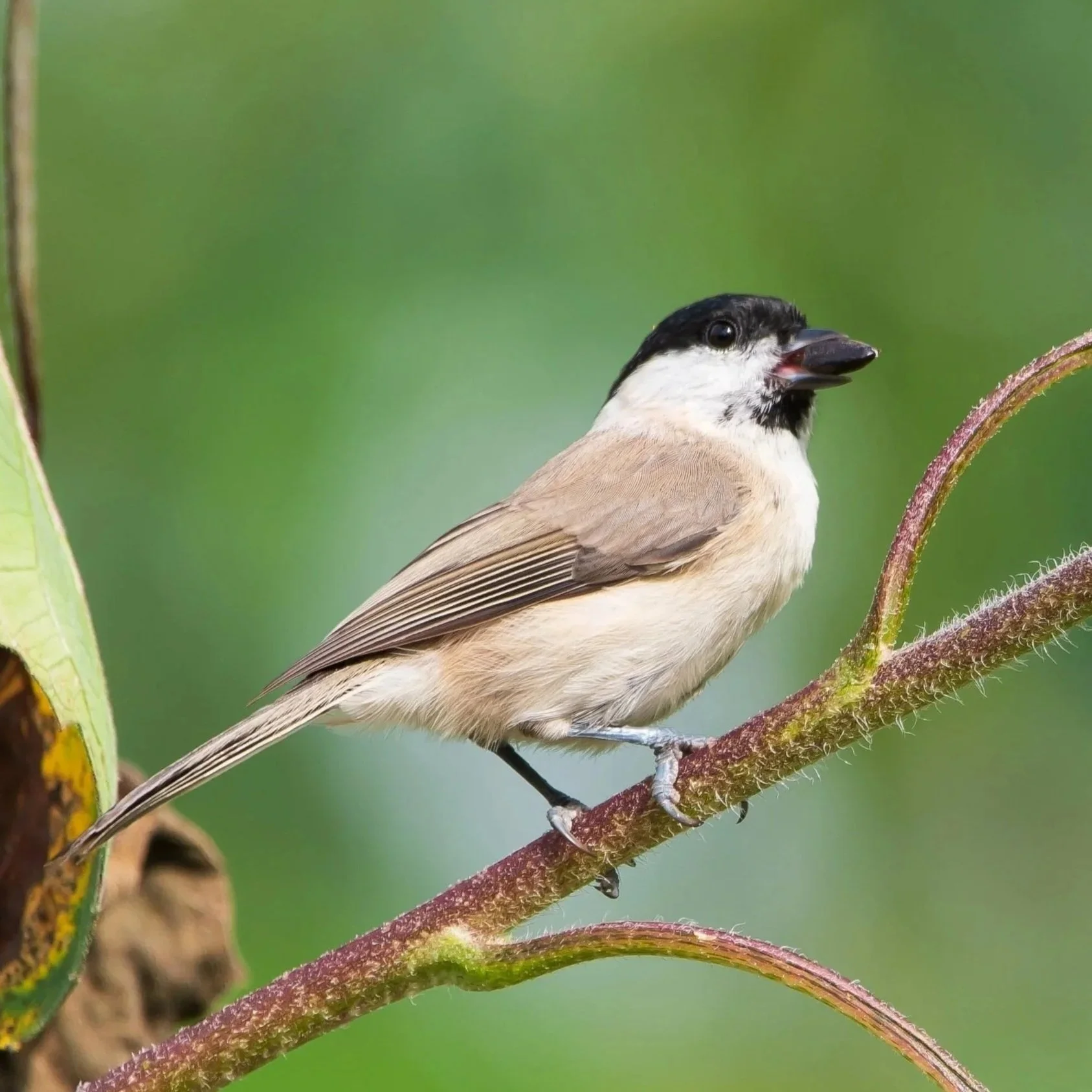 Marsh Tit (Poecile palustris)
