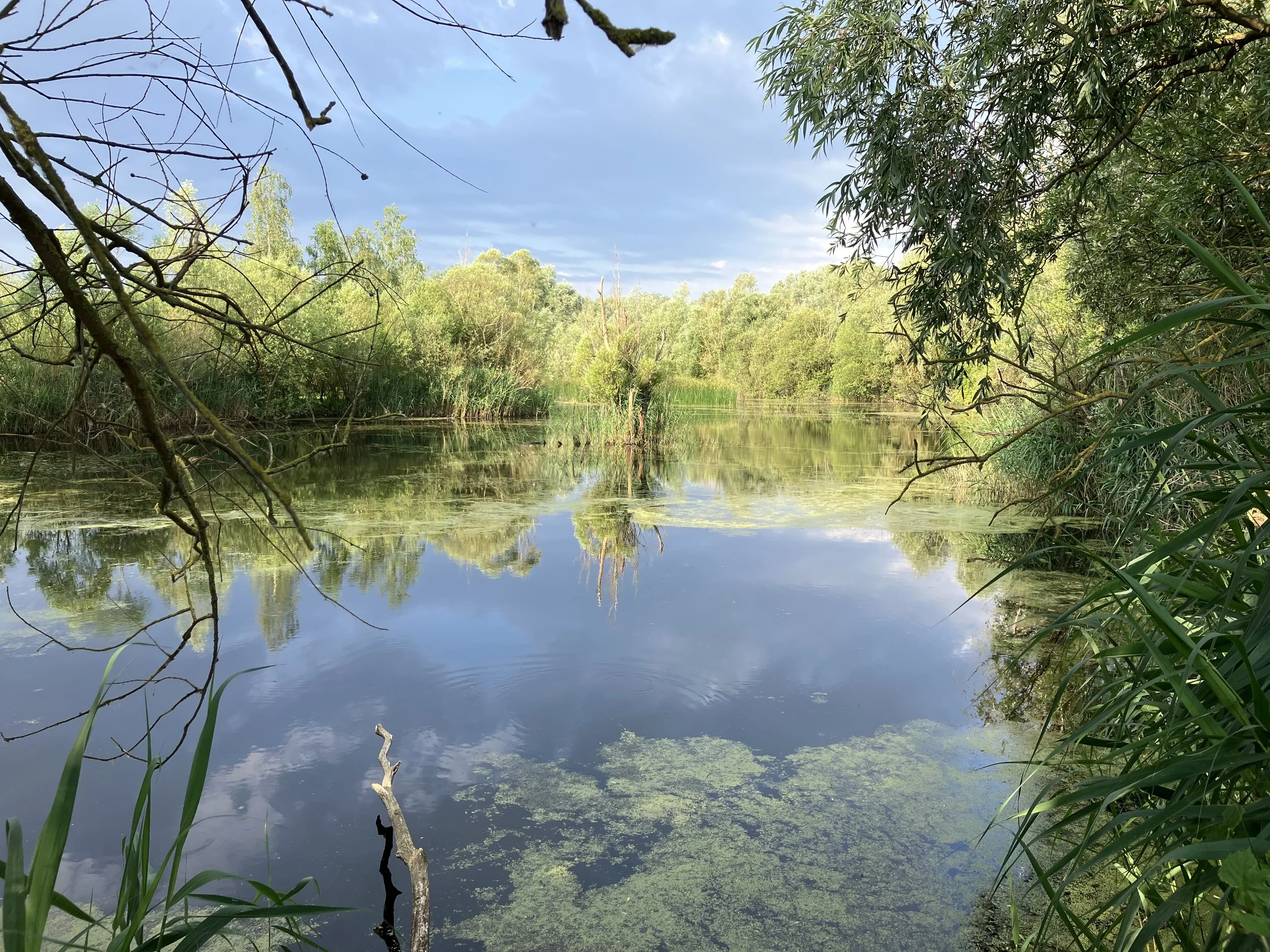 A sheltered lake surrounded by dense summer vegetation at Fen Drayton Lakes.