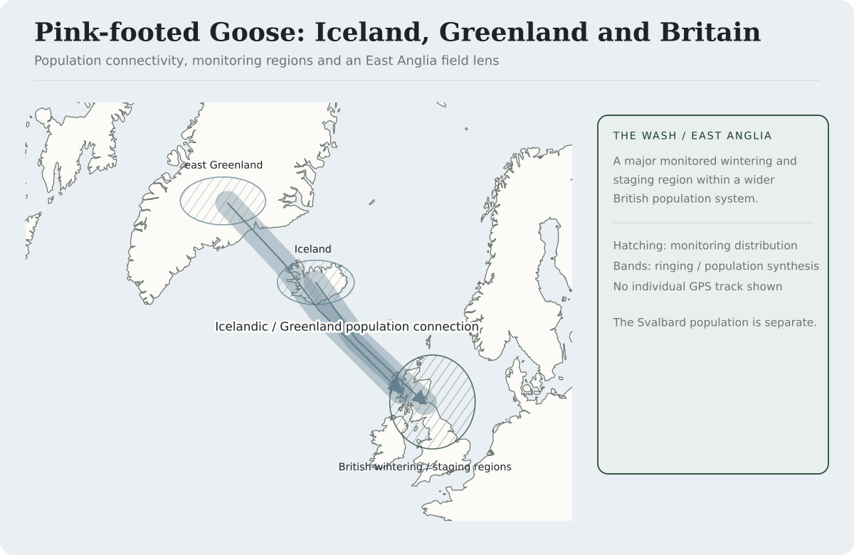 Broad connections link east Greenland and Iceland with British staging and wintering regions used by the Icelandic and Greenland Pink-footed Goose population. The Wash and East Anglia form one important field example within a wider British system.