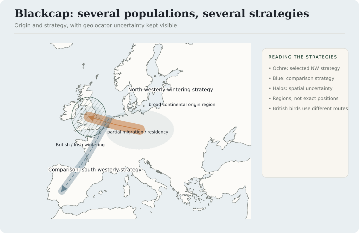 Broad Blackcap breeding-origin, wintering and comparison regions show several migration strategies. A north-westerly strategy reaches Britain and Ireland, while other birds move south-west or remain closer to their breeding range. Soft halos show positional uncertainty.