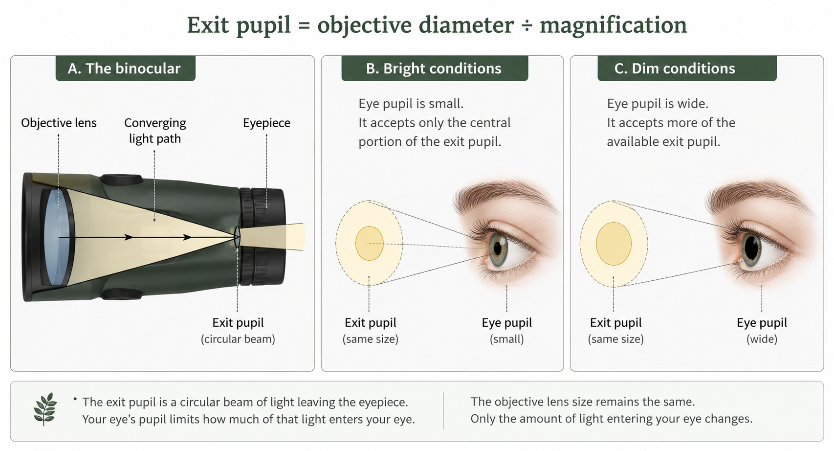 How pupil size changes the amount of light from the binoculars that can be used