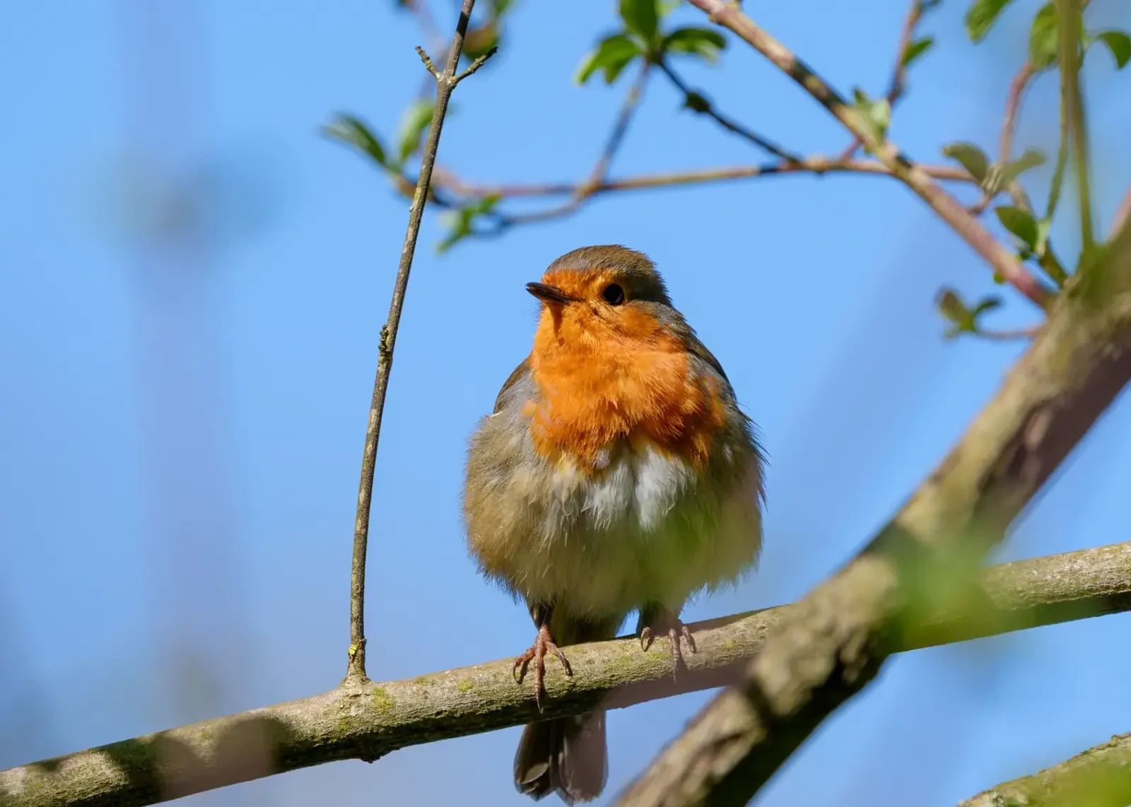 Robin with an orange-red breast perched on a branch against a blue sky.