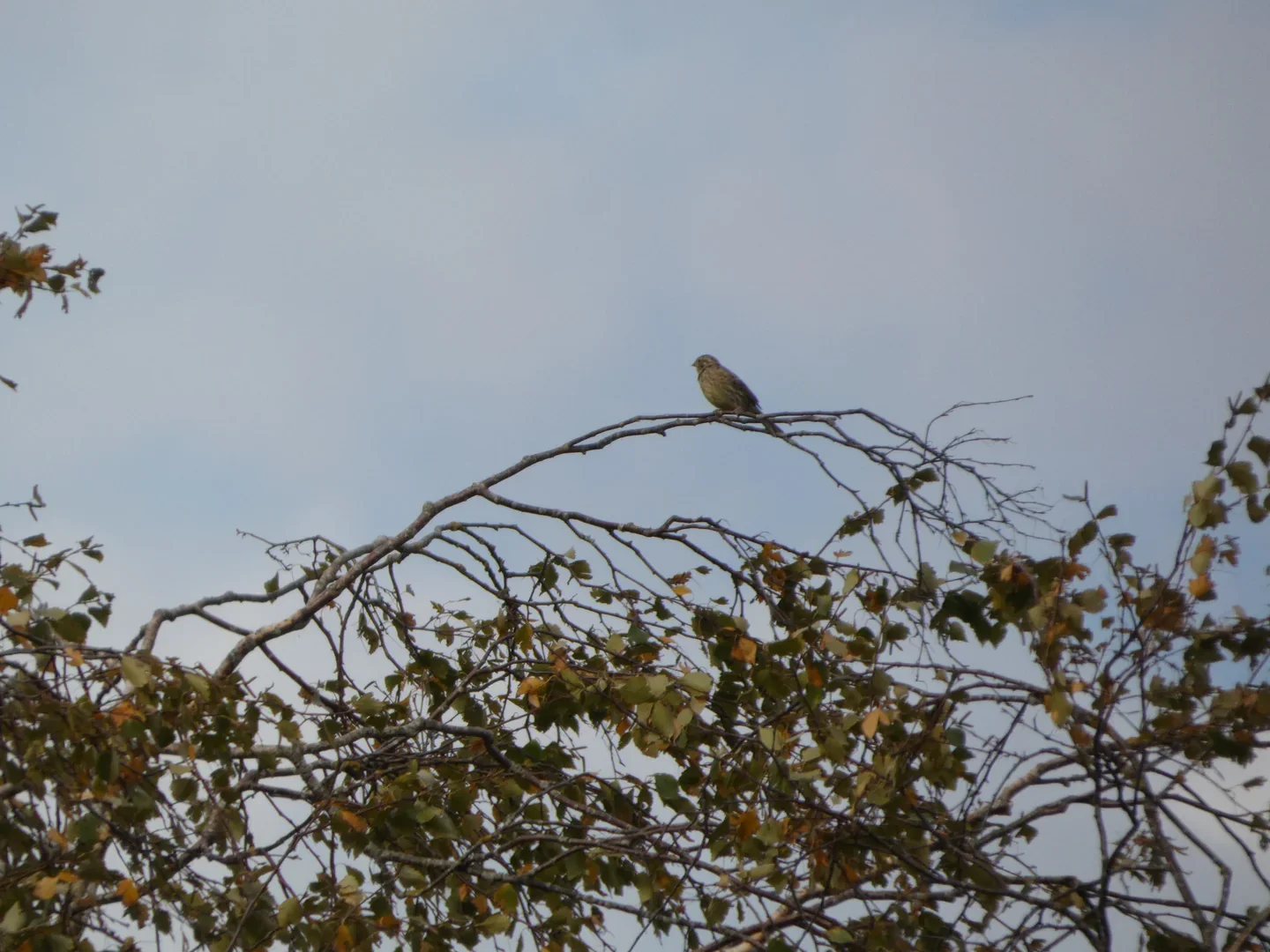Yellowhammer photographed with the Lumix FZ82D.