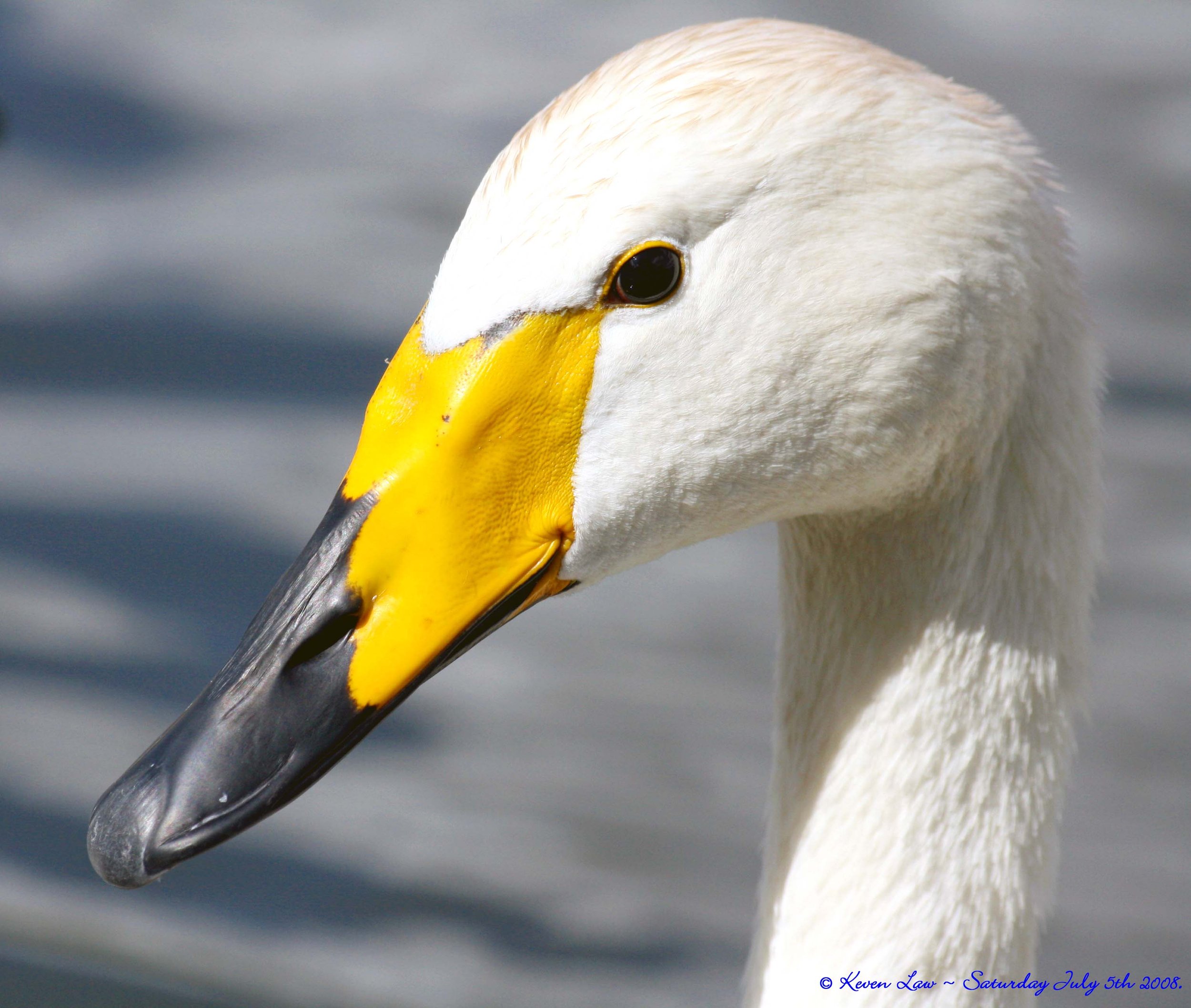 Whooper Swan head showing a broad yellow patch extending forwards along the side of its black bill.