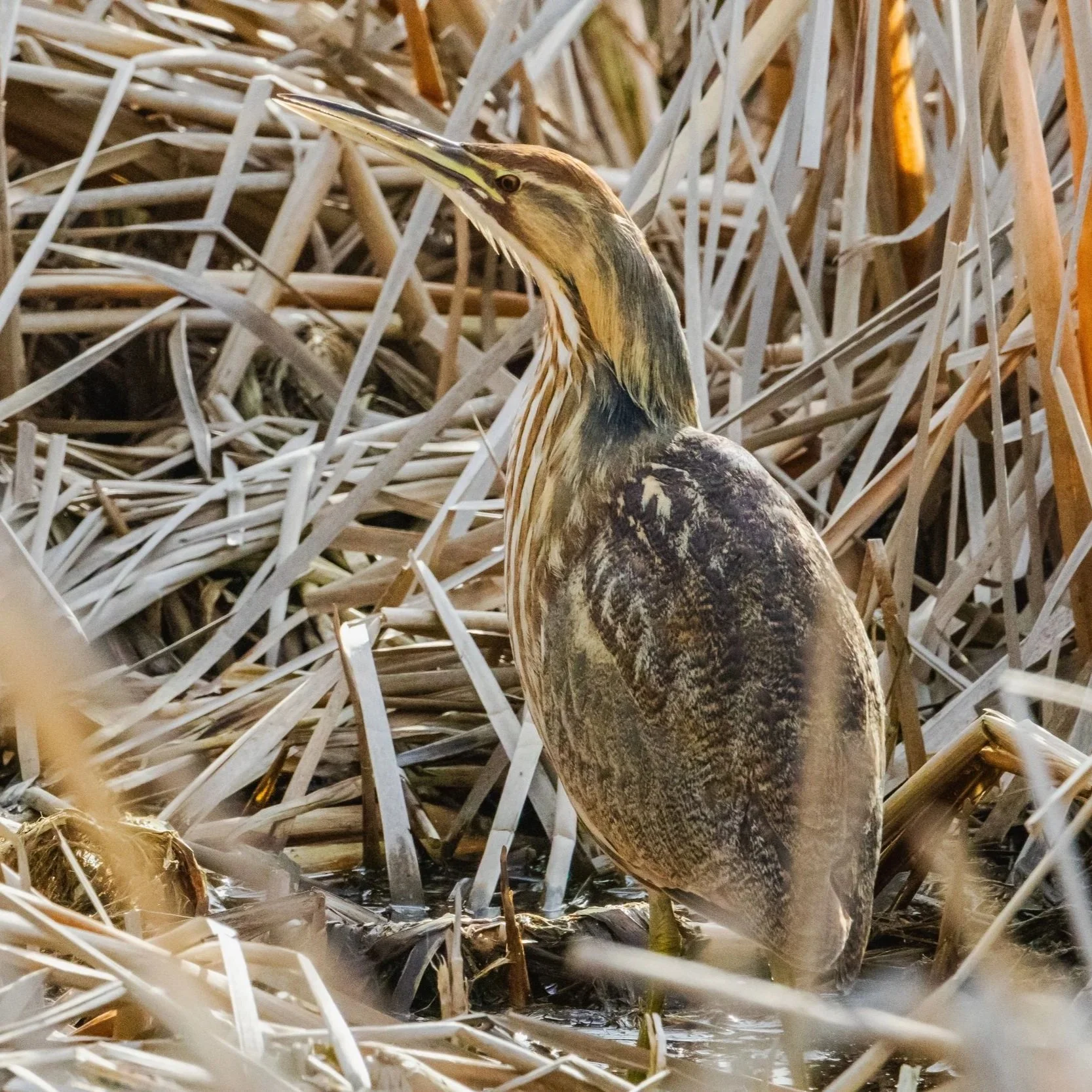 Bittern (Botaurus stellaris)