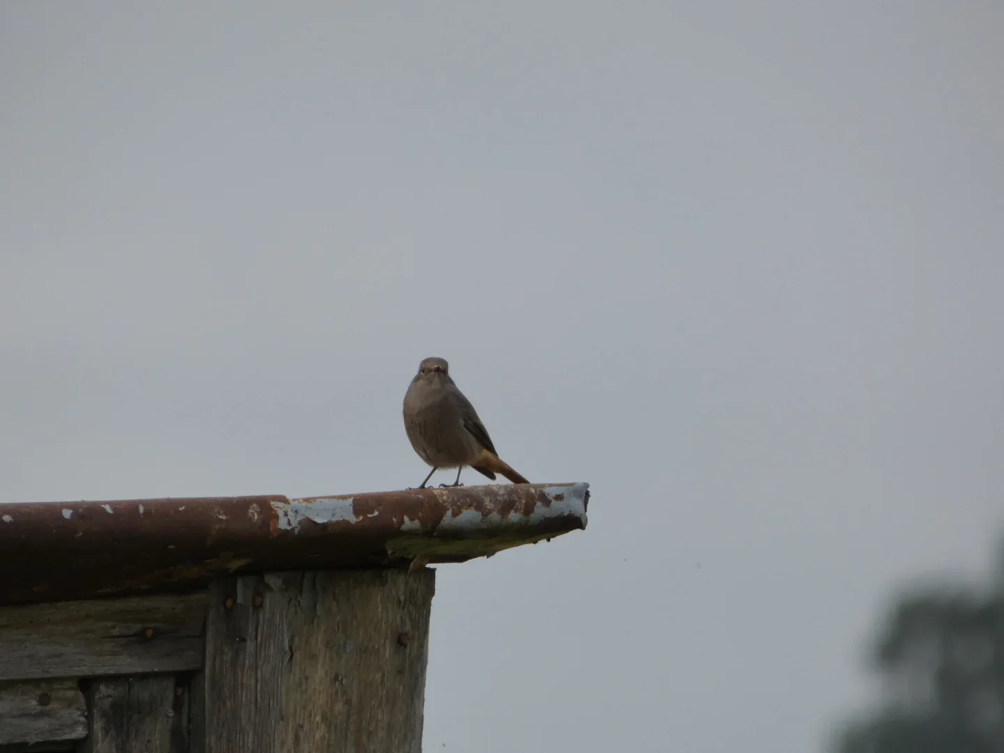 Black Redstart photographed with the Lumix FZ82D, showing its rusty tail.