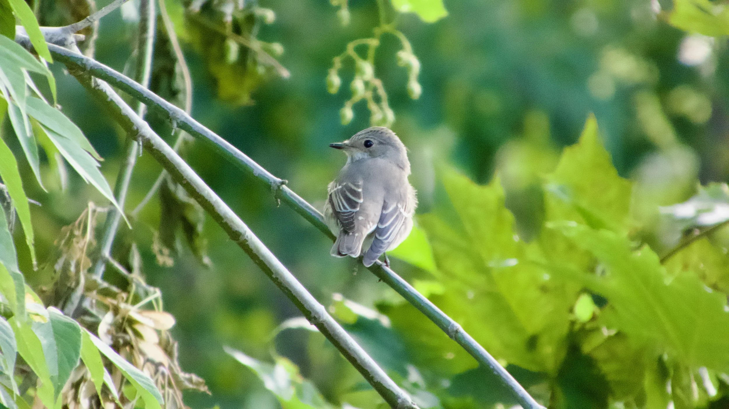 Photography as Field Evidence: Identifying a Young Spotted Flycatcher