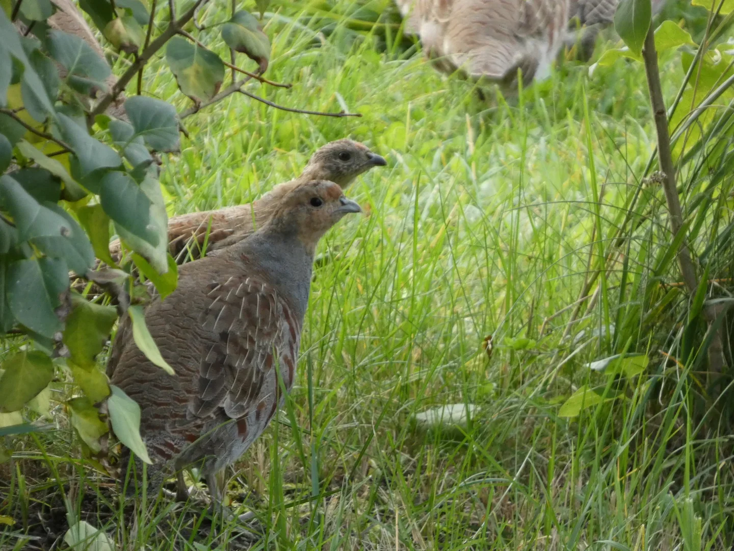 Grey Partridges partly concealed by vegetation, photographed with the Lumix FZ82D.