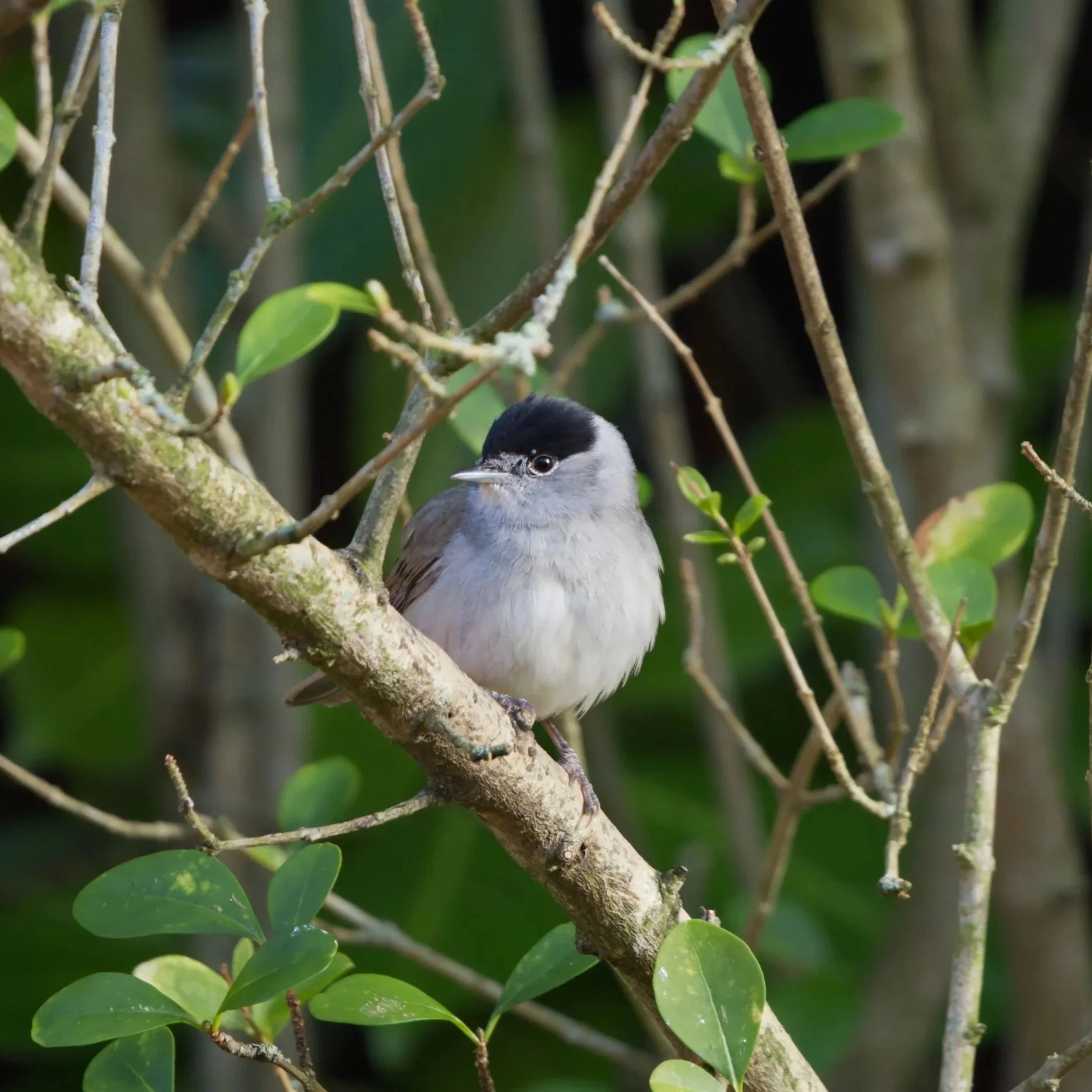 Why Blackcaps Now Spend Winter in Britain