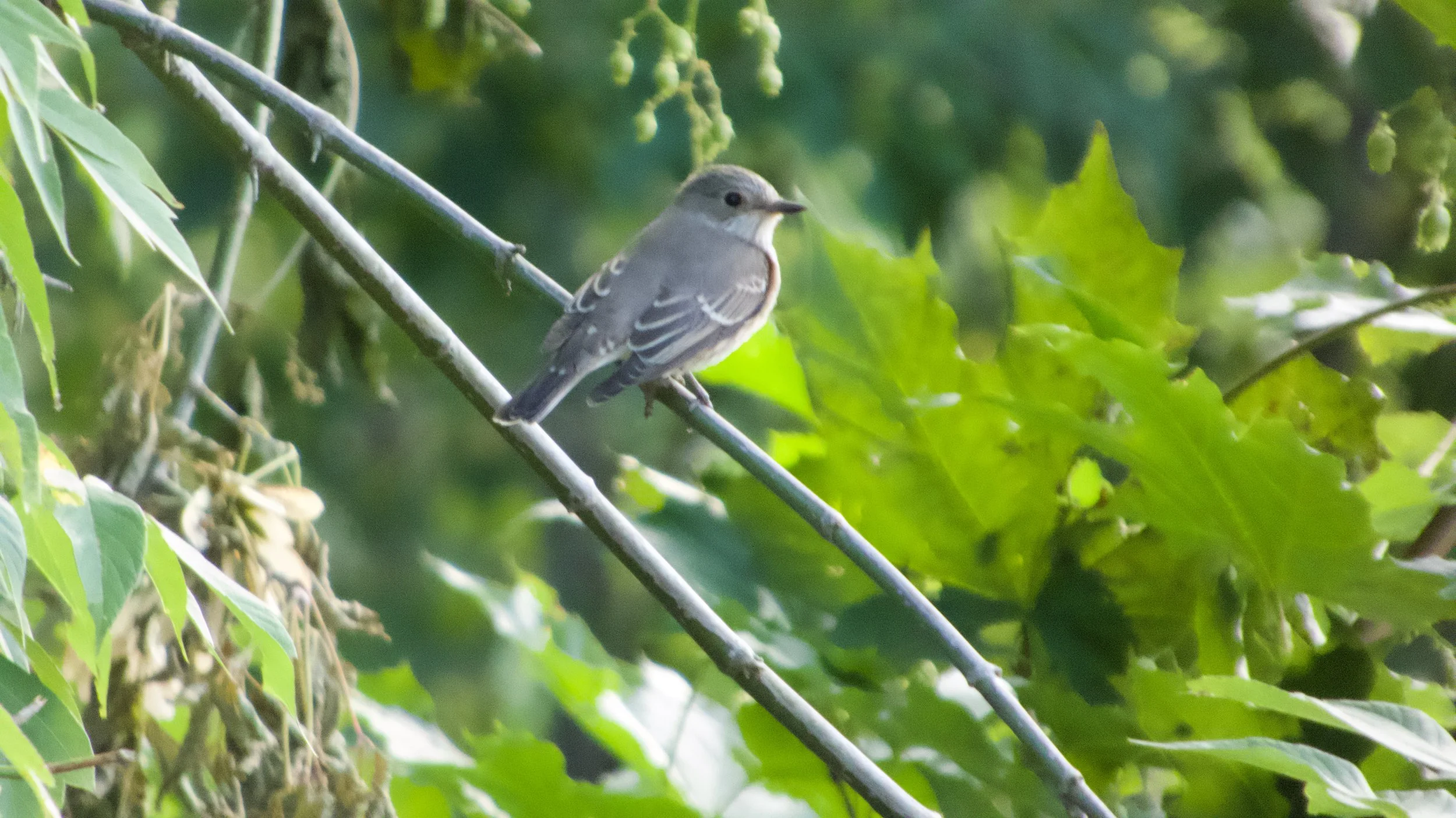 Small grey-brown flycatcher perched side-on on a sloping metal fence rail among green leaves.