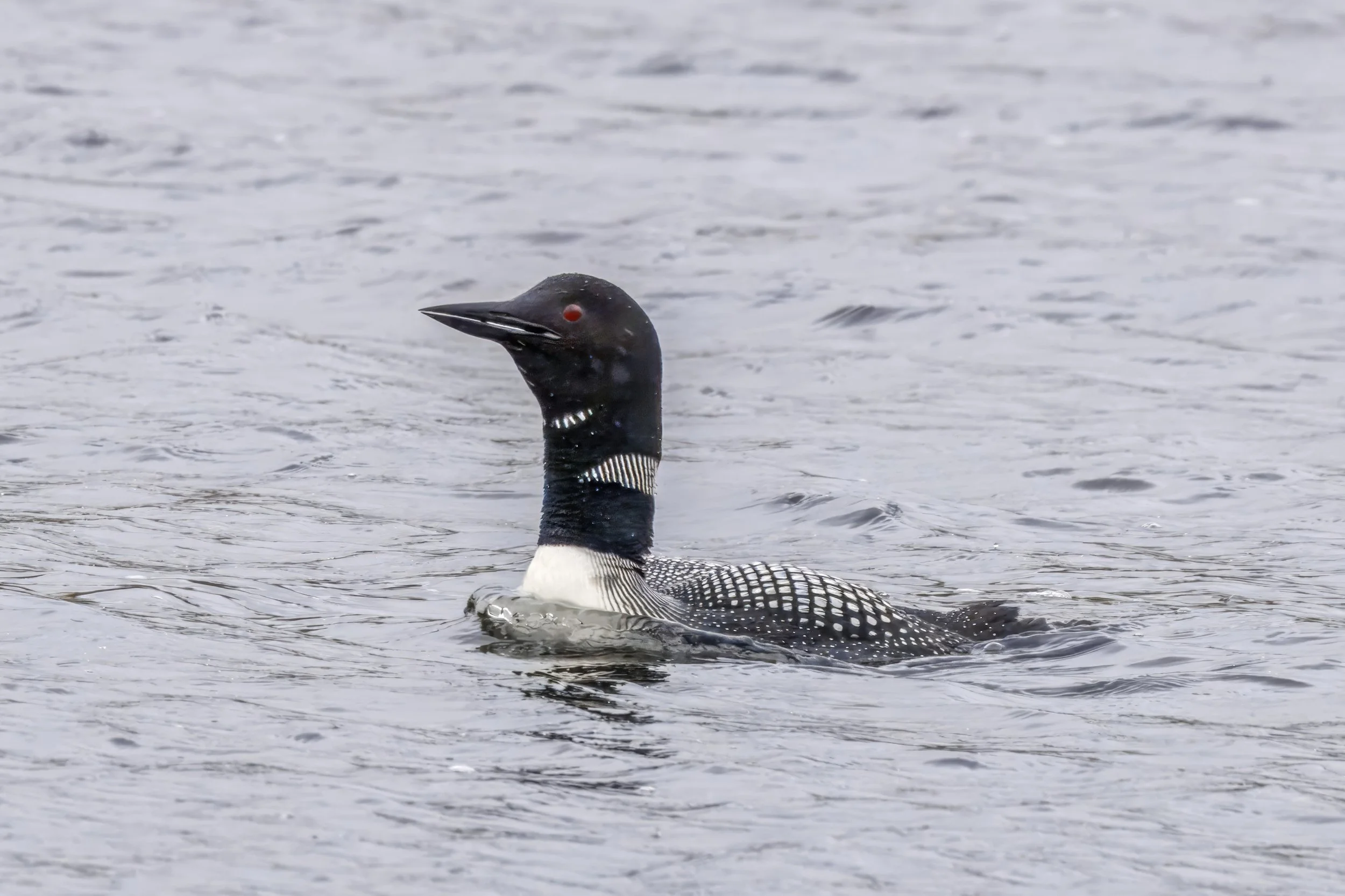 A Great Northern Diver in breeding plumage swimming on open water, with a pointed bill, red eye and black-and-white neck markings.