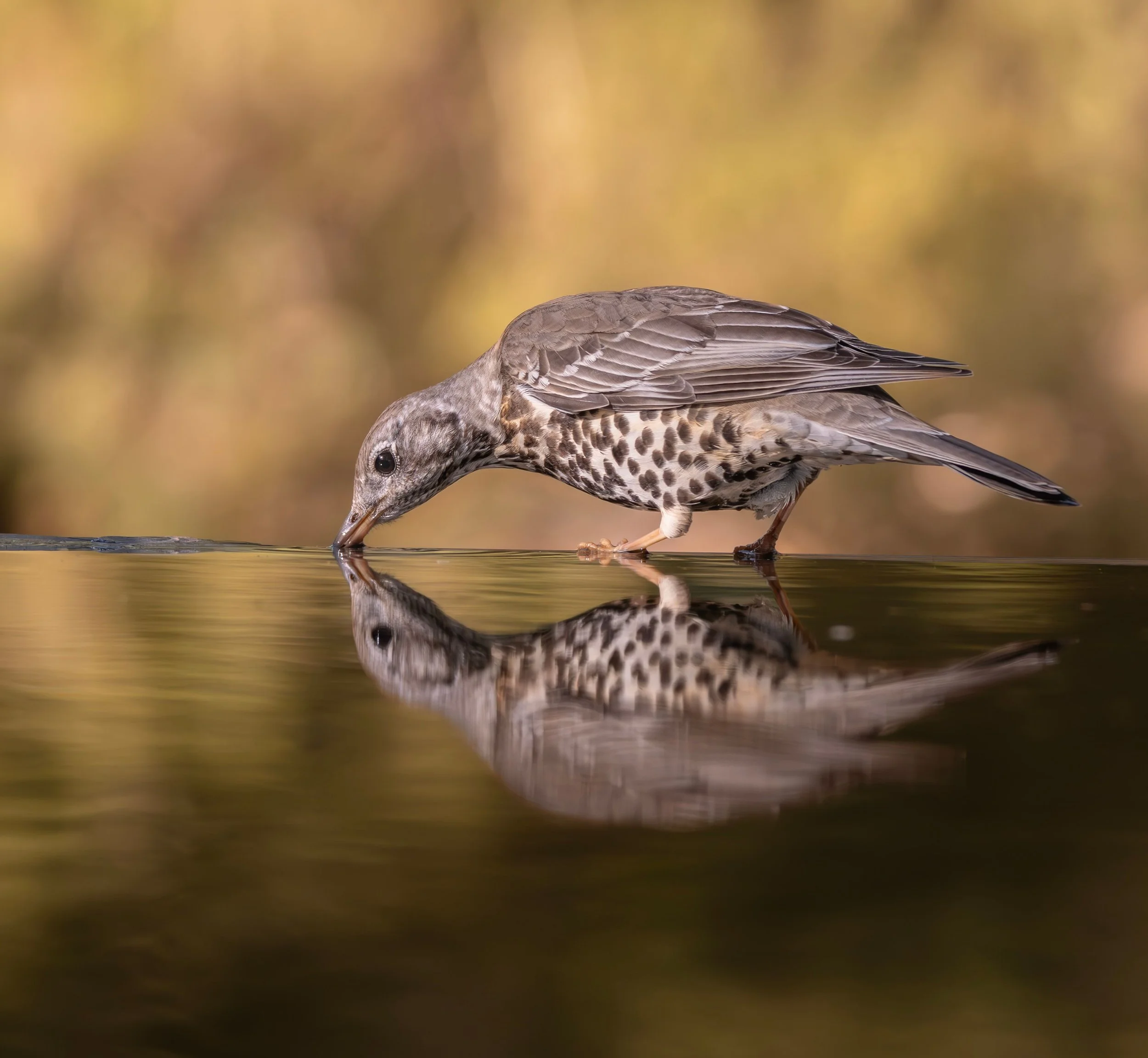 Mistle Thrush bending to drink, showing a boldly spotted underside and pale-edged wing feathers.