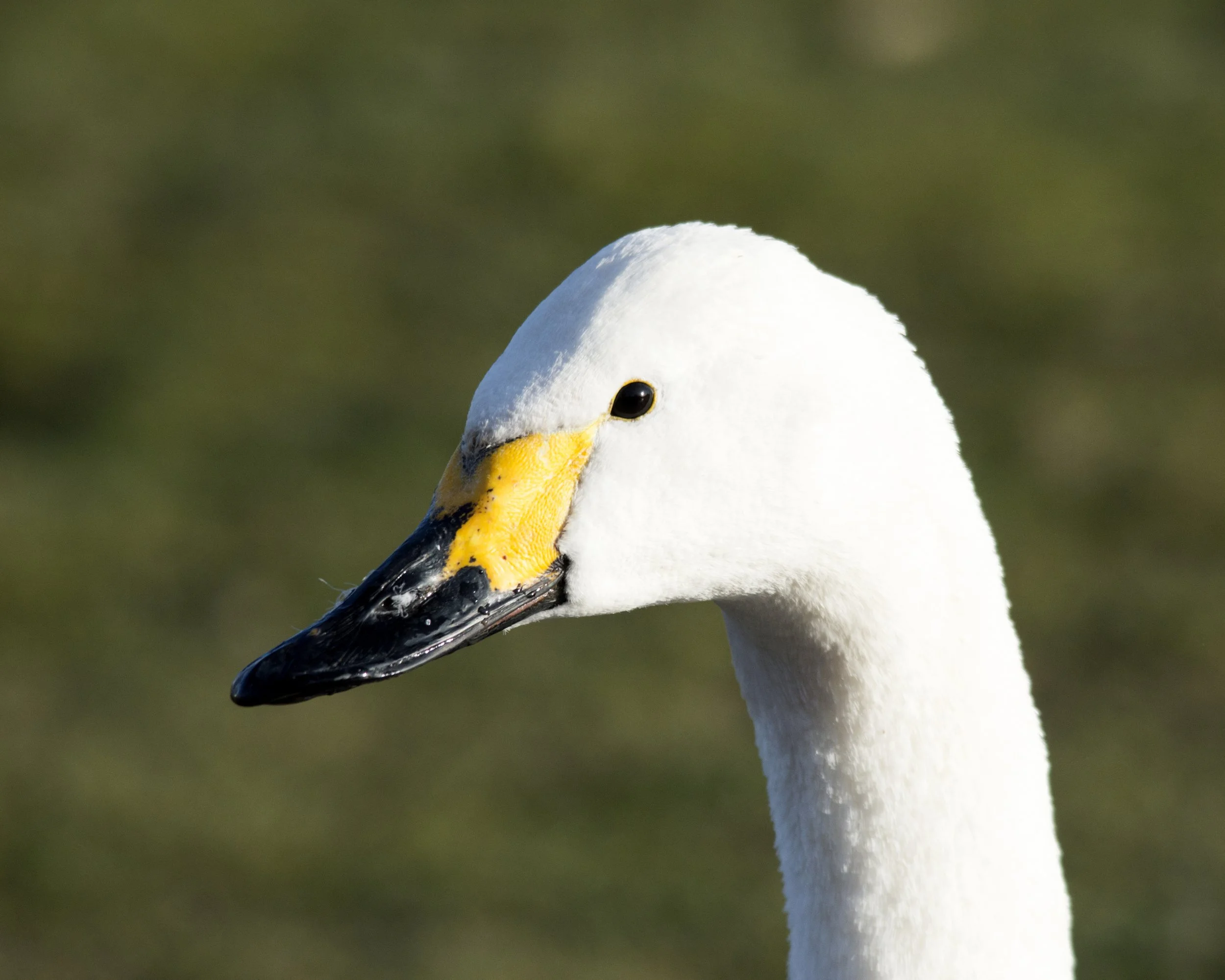 Bewick’s Swan head against a green background, with a rounded yellow patch at the base of a largely black bill.