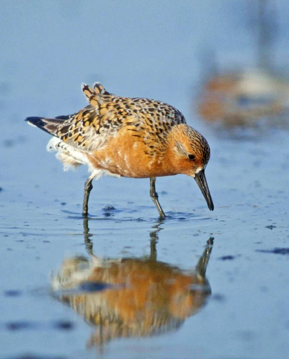 A Knot stands on a Wadden Sea mudflat, showing its long bill and grey-brown non-breeding plumage.
