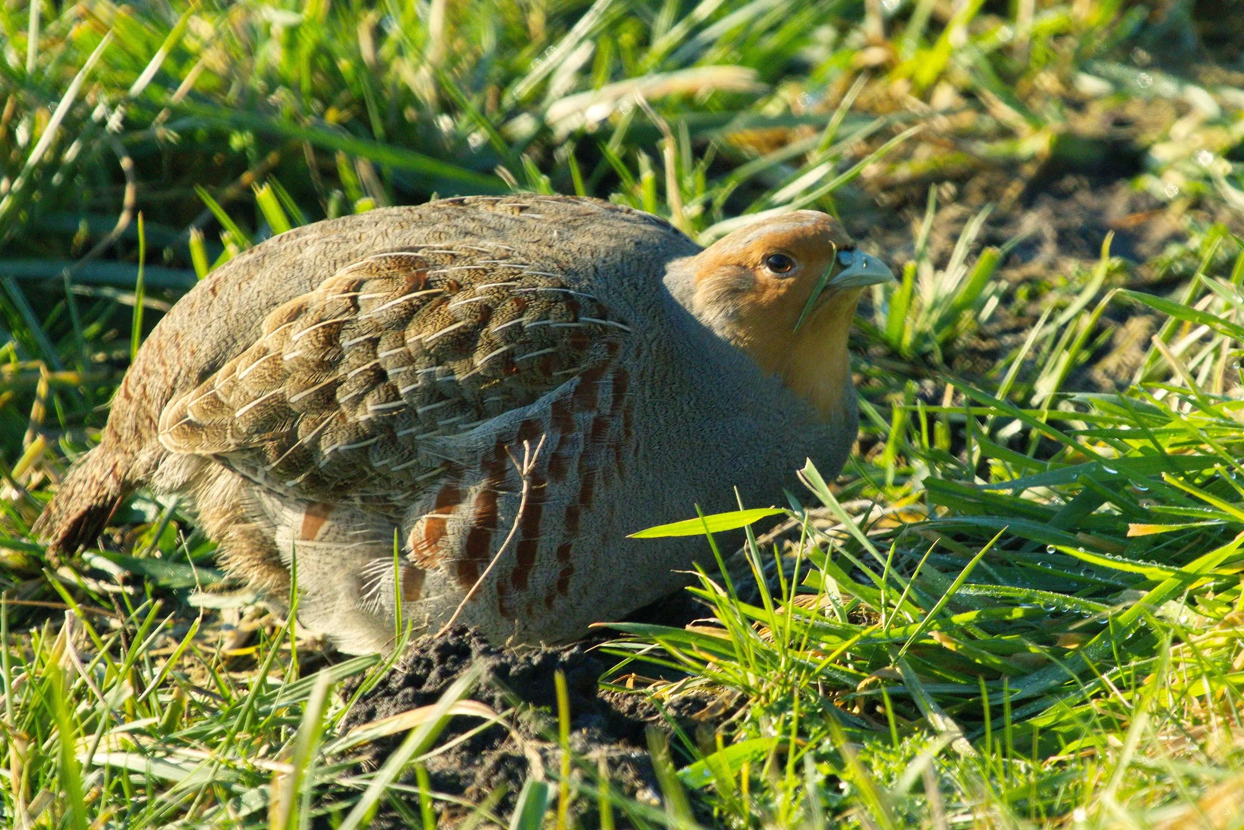 A Grey Partridge sitting in grass, showing an orange face, finely marked grey breast and brown barred flanks.