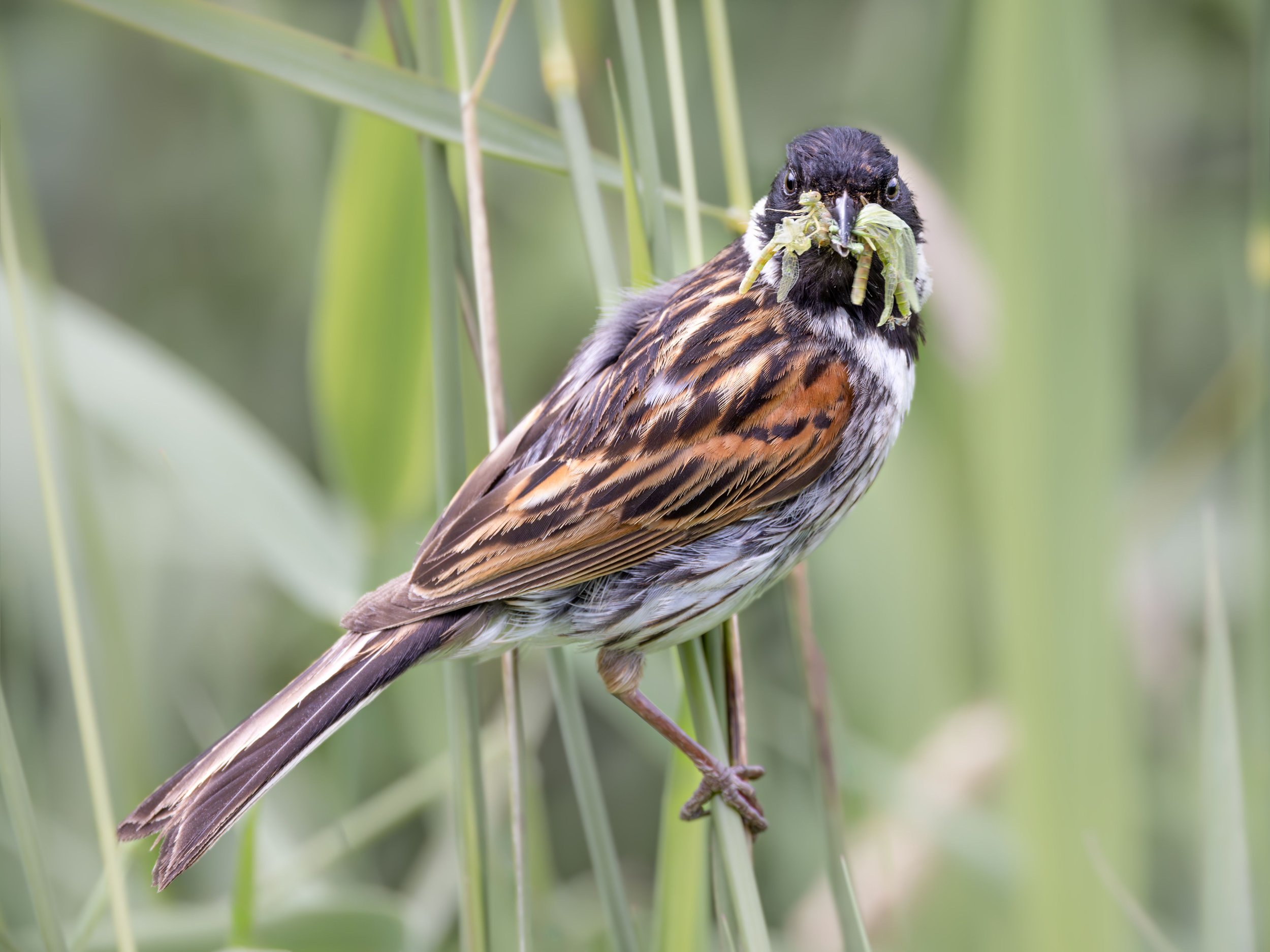 Why Do Birds Sing at Dawn? The Science Behind the Dawn Chorus