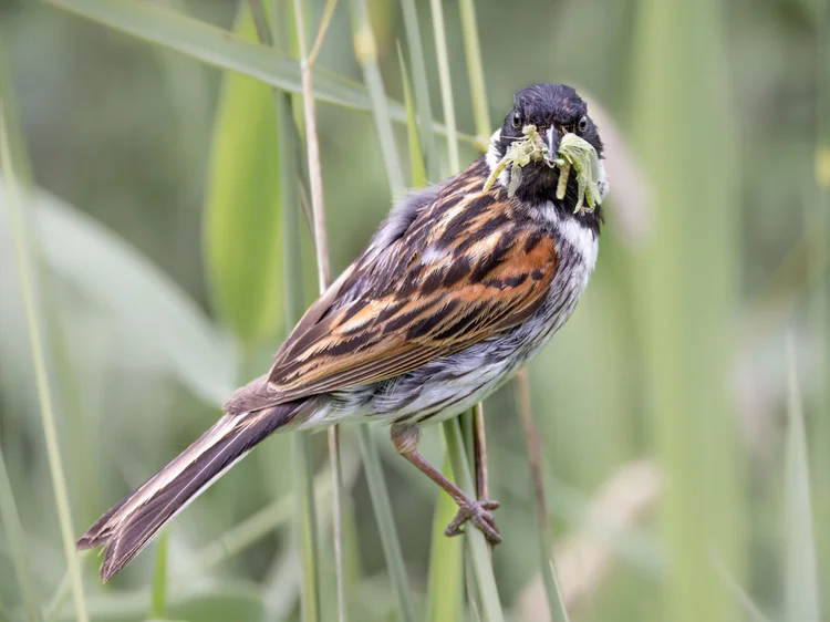 Songbird singing from an exposed perch
