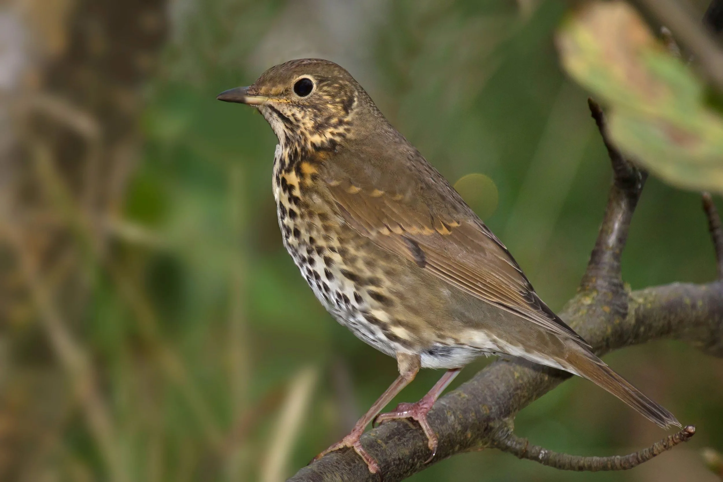 Song Thrush perched on a branch, showing brown upperparts, a pale eye-ring and dark pointed spots on its creamy breast.