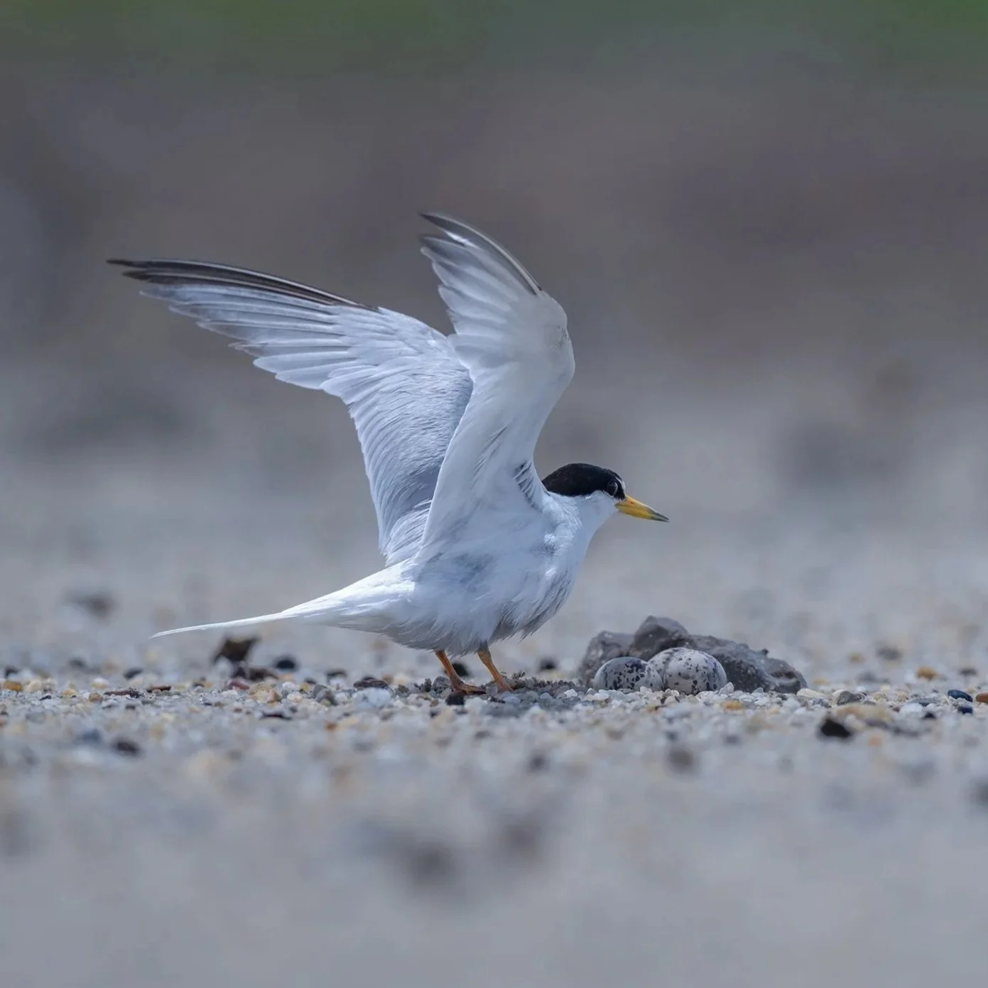 Little tern at nest, with eggs