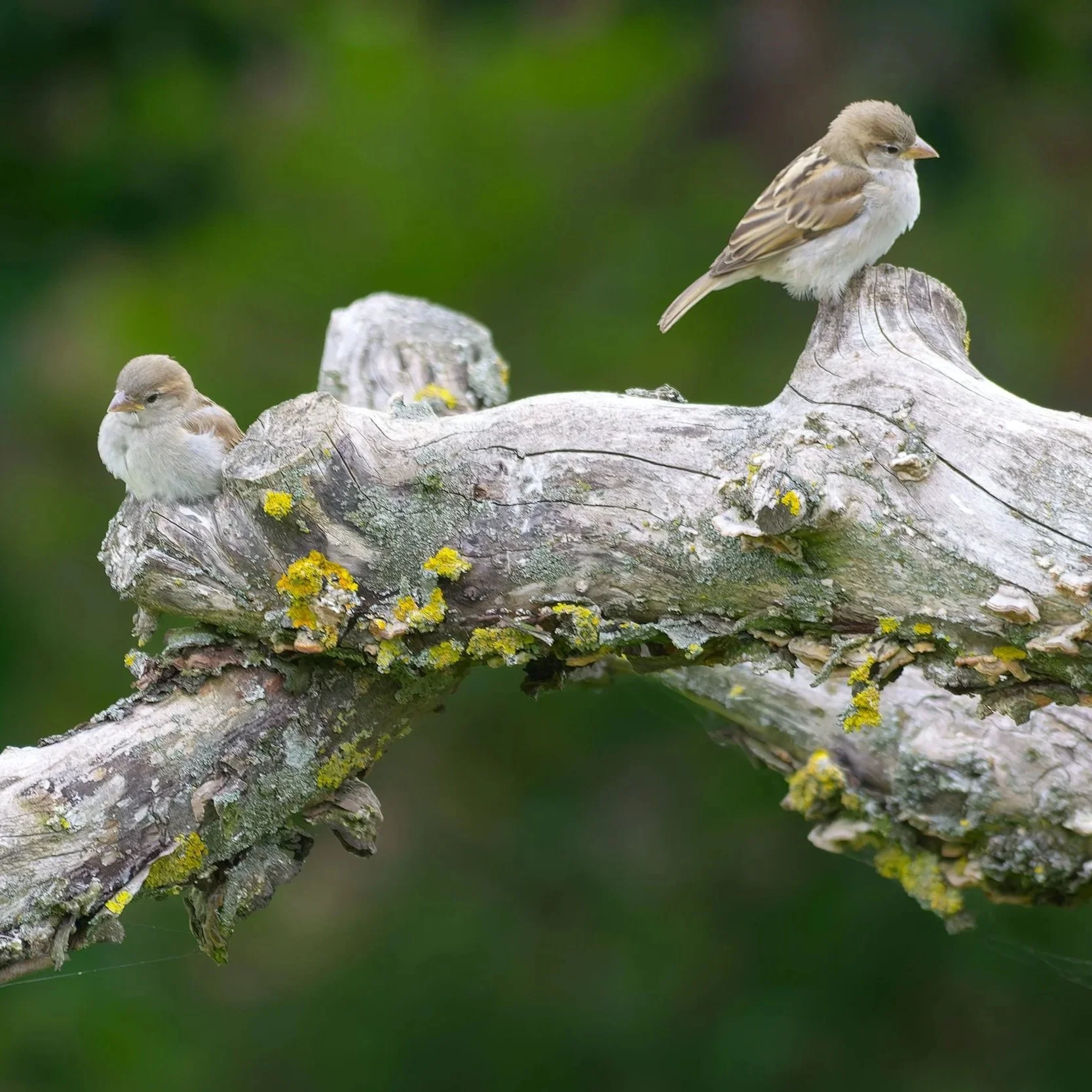 Two juvenile House Sparrows on dead wood with plain brown heads, pale gape edges and no isolated cheek spots.