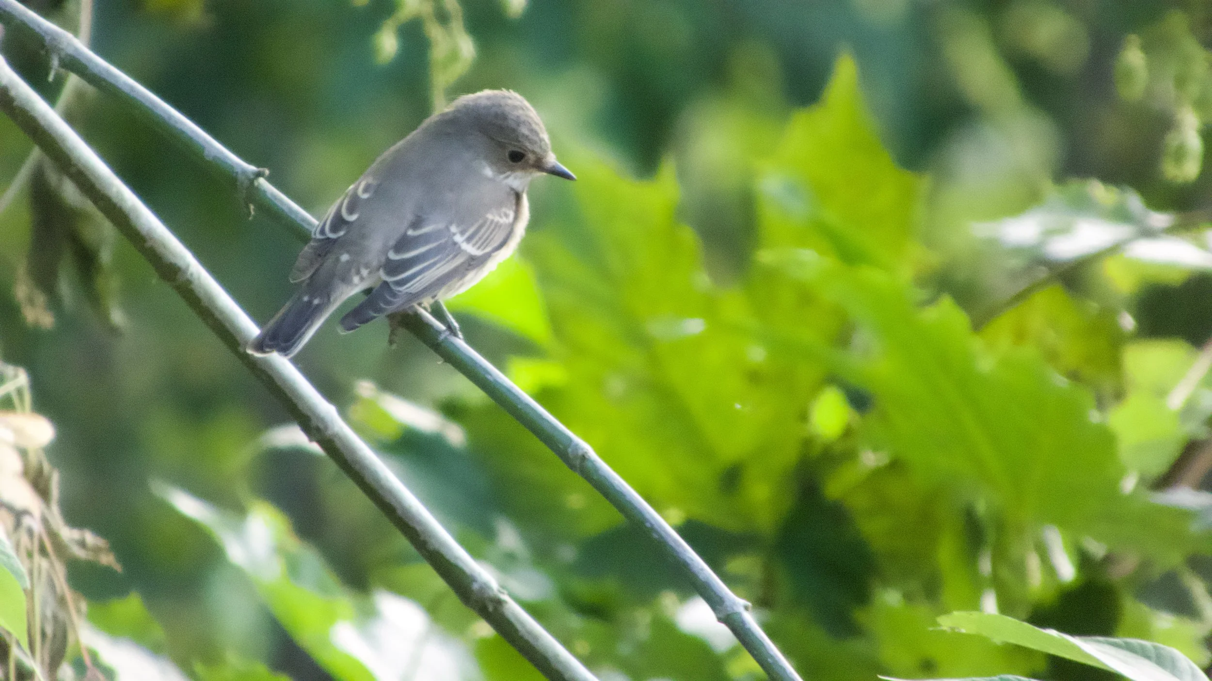 Small flycatcher perched with its head lowered, showing pale-tipped wing coverts and the long folded wing.