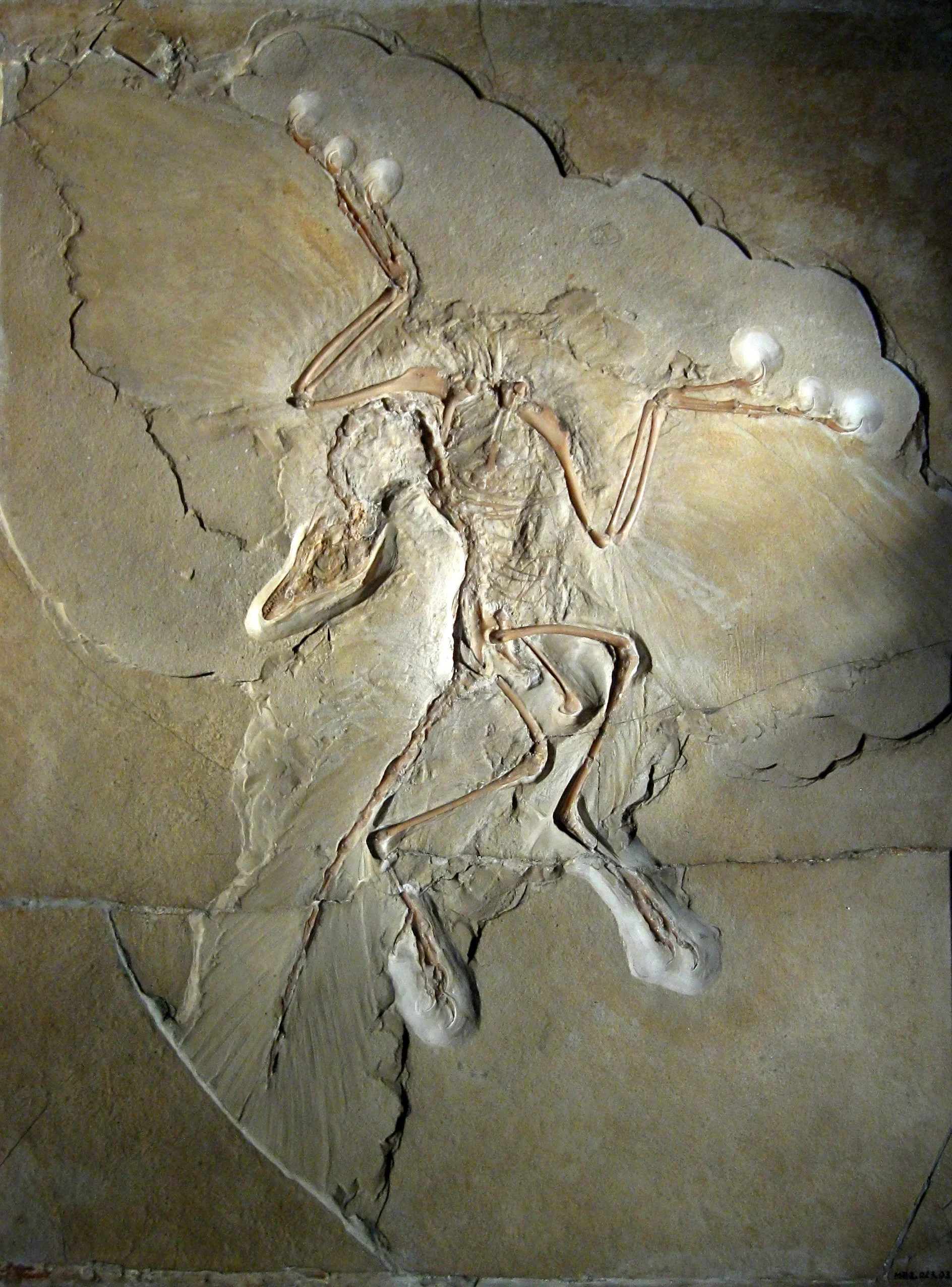 The Berlin Archaeopteryx fossil in limestone, with spread forelimbs, a long bony tail and feather impressions.