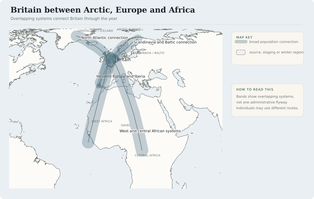 Britain sits where several migration systems overlap. Broad population-level bands connect it with Iceland, Greenland and the North Atlantic; Arctic Scandinavia, the Baltic and northern Europe; western Europe and Iberia; and West and central Africa. East Anglia is shown as an observation lens, not the destination of all migration.