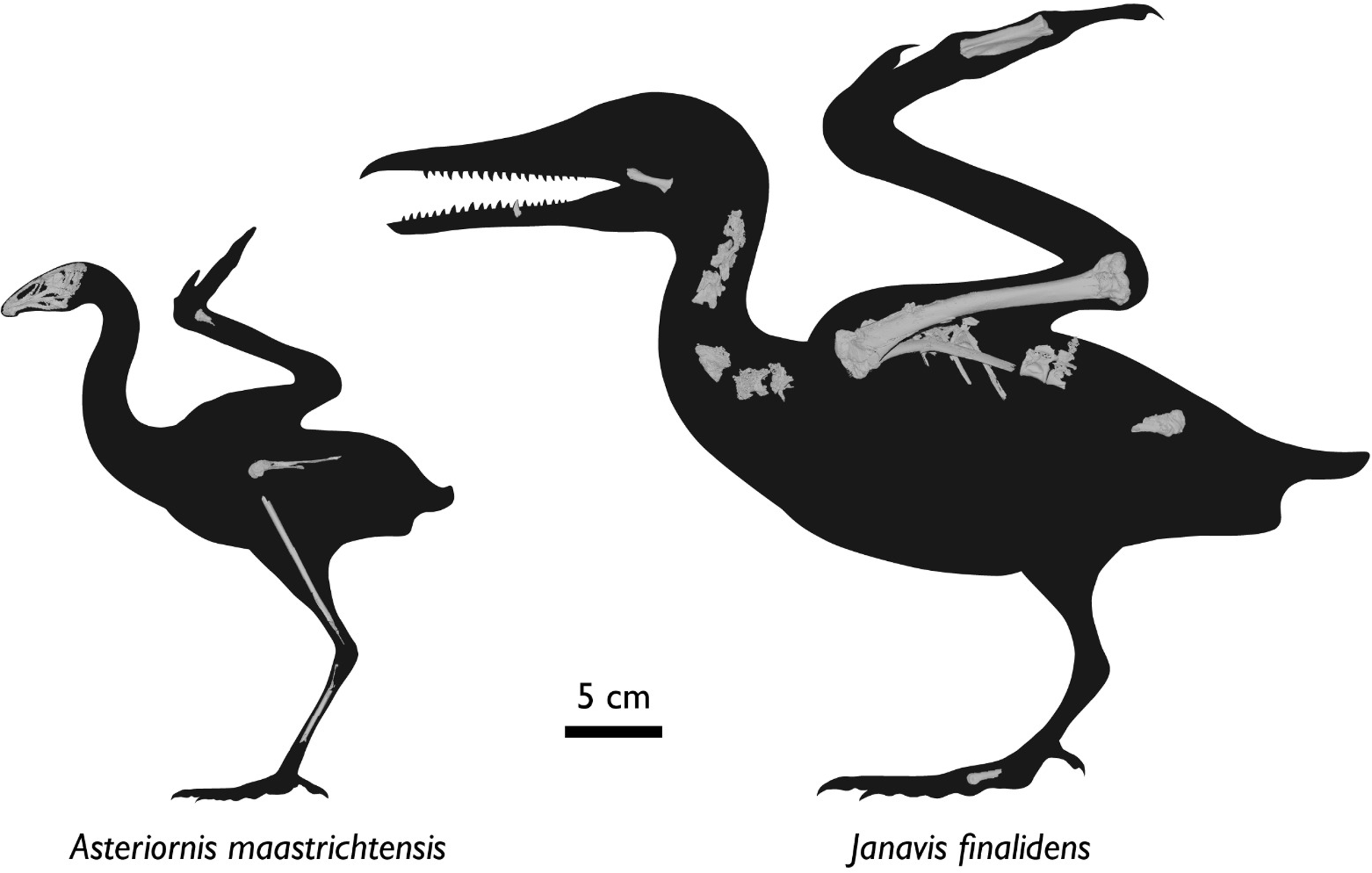 Published reconstructions of small Asteriornis on the left and larger toothed Janavis on the right, with preserved bones shown within black silhouettes and a five-centimetre scale bar.