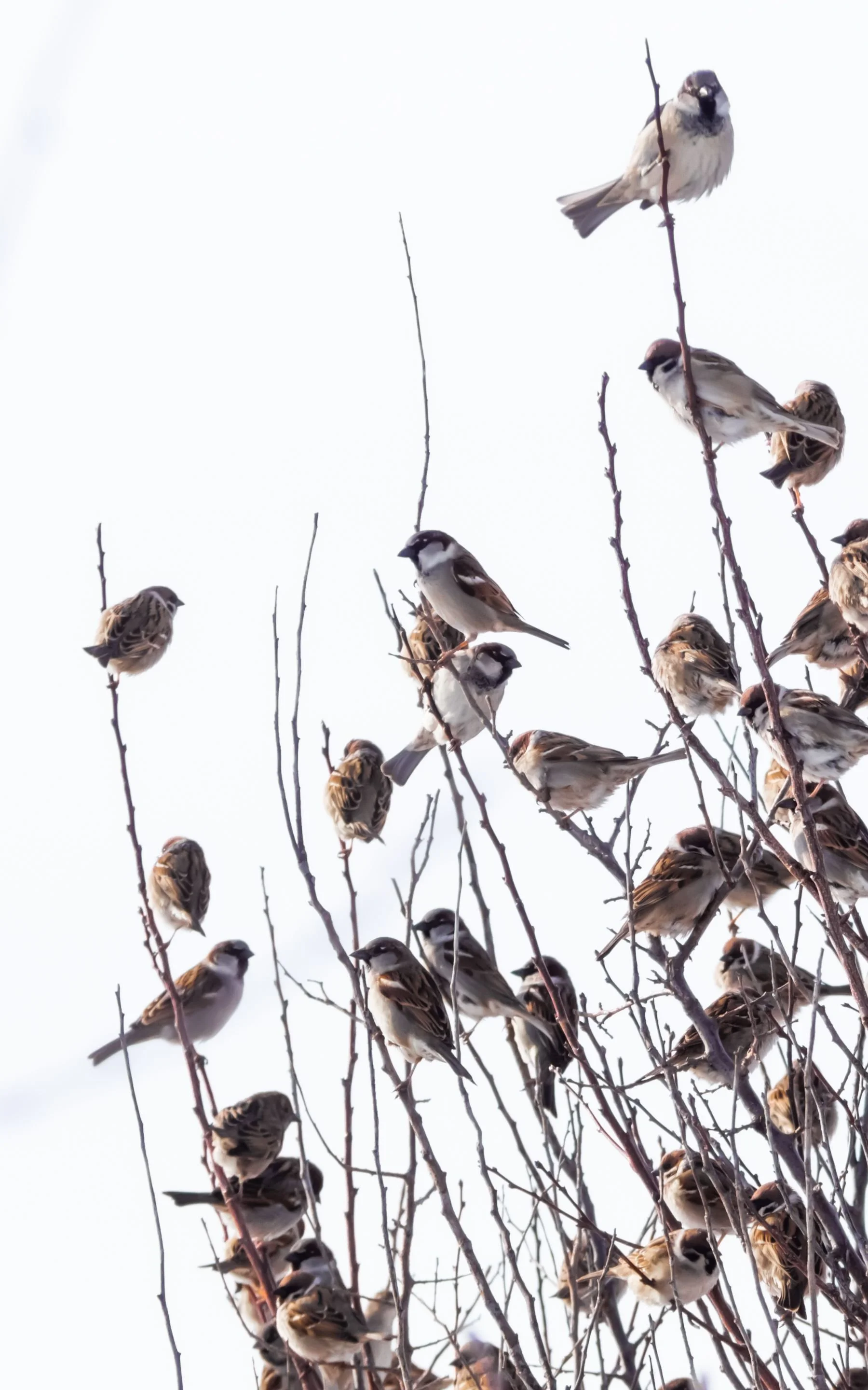 Mixed flock of Tree and House Sparrows perched in bare branches, including chestnut-capped Tree Sparrows with black cheek spots.