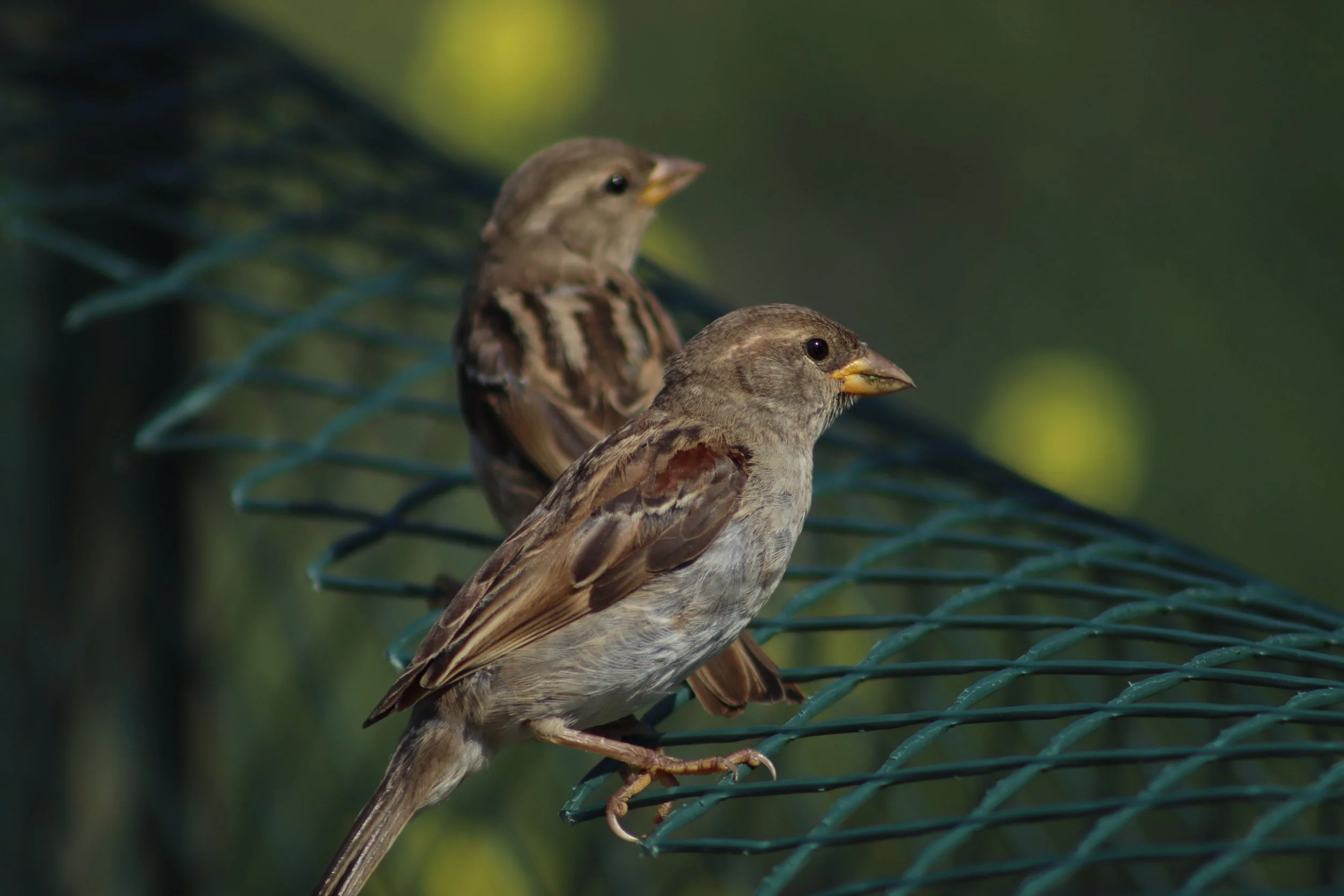 Two female-type House Sparrows on wire mesh with plain brown heads, pale eyebrows and no isolated cheek spots.