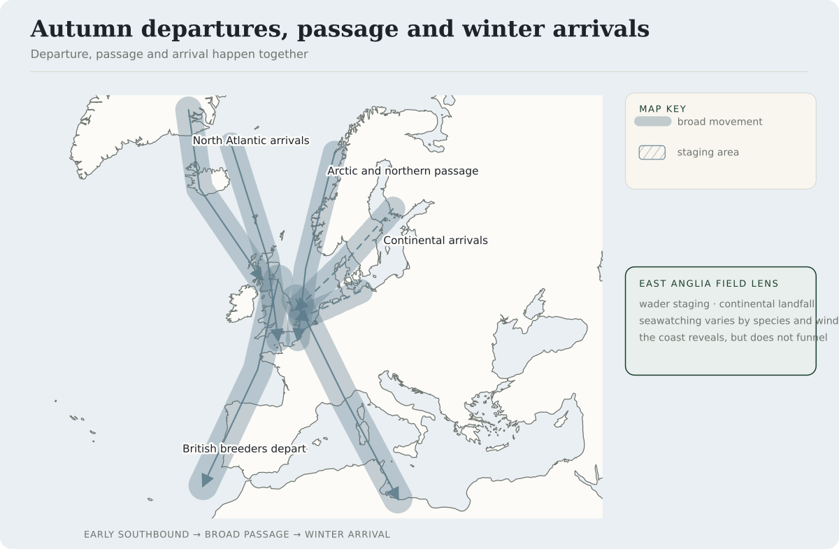 Autumn combines southward departure by British breeders, passage by Arctic and northern birds, arrivals across the North Sea, and North Atlantic waterbird arrivals. East Anglia is shown as a place where staging, landfall and seawatching can make parts of the system visible.