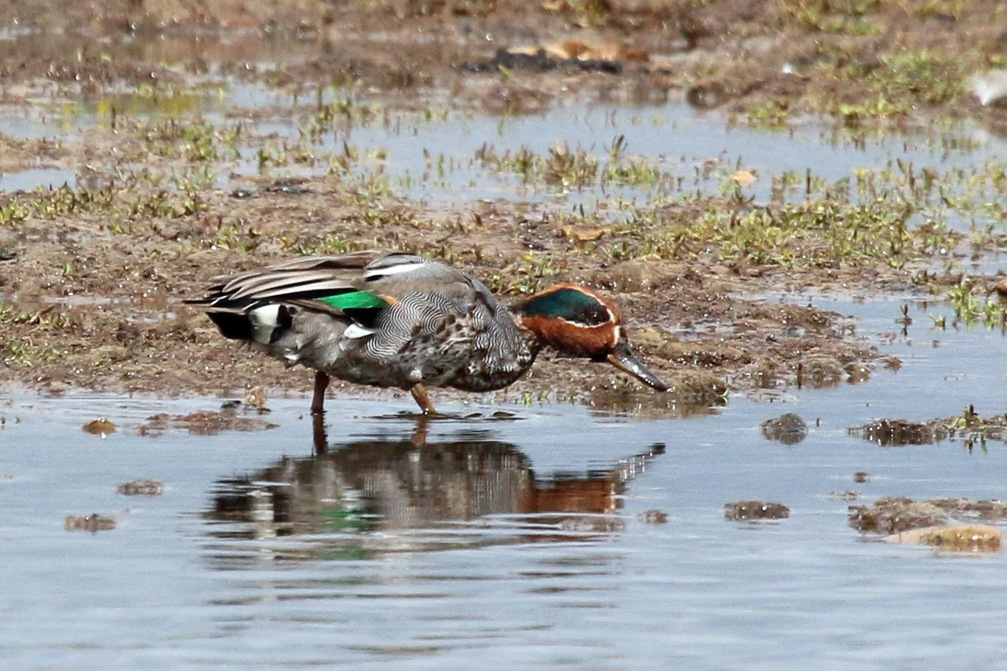 A male Eurasian Teal feeding in shallow water, with a chestnut head, green eye patch and grey patterned body.
