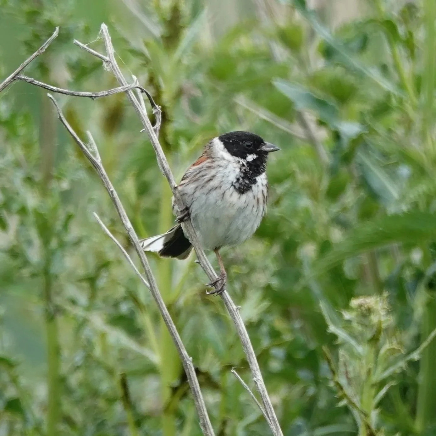 reed bunting (Emberiza schoeniclus)