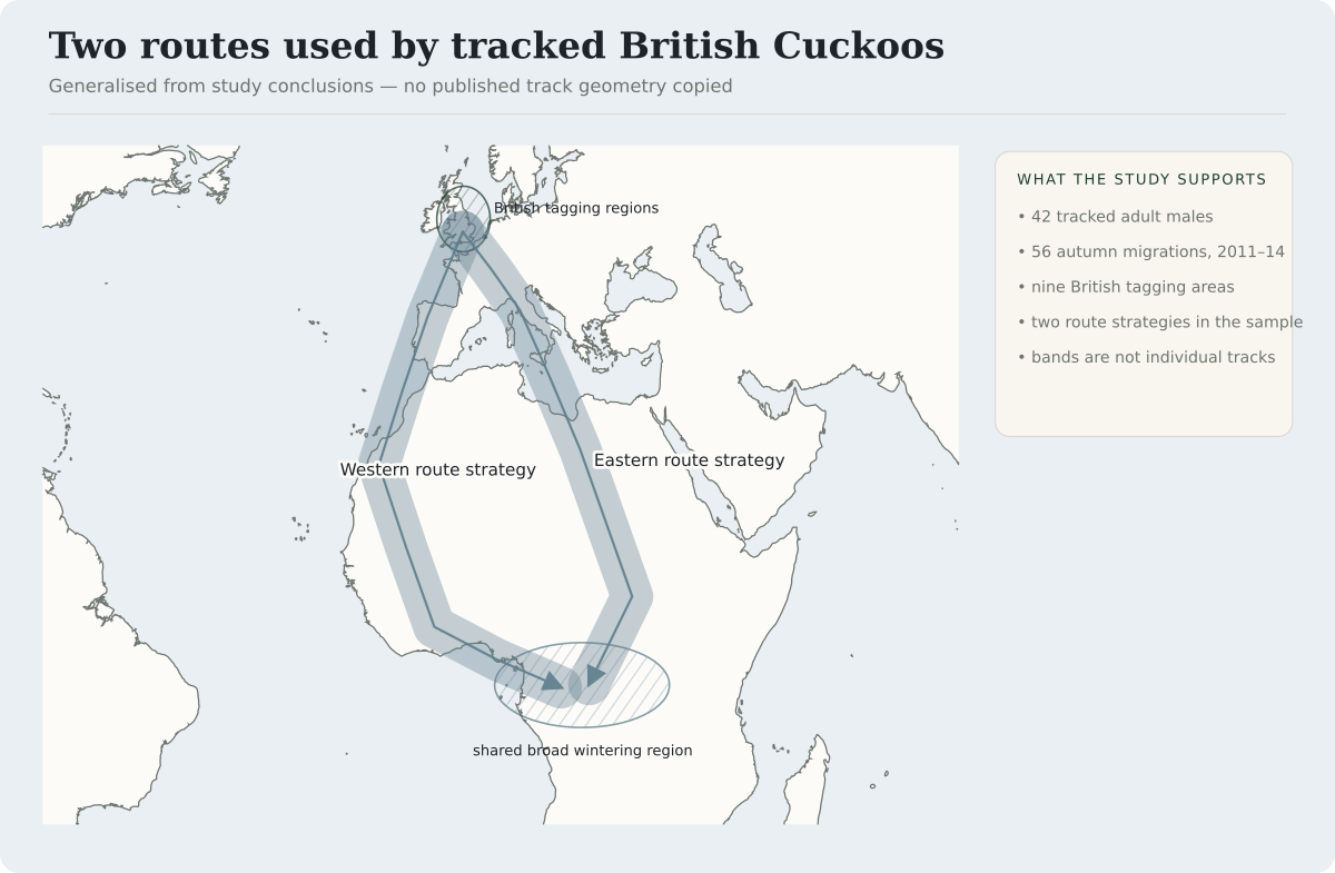 Two broad autumn strategies used by tracked adult male Cuckoos are shown: a western route through south-western Europe and western Africa, and an eastern route through central or south-eastern Europe and Africa. Both reach a broad central African wintering region.