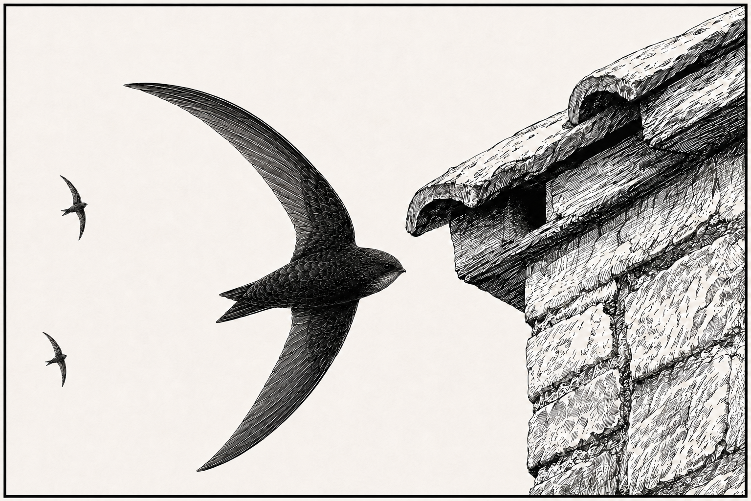 The Close Pass: Why Swifts Fly at Nesting Walls