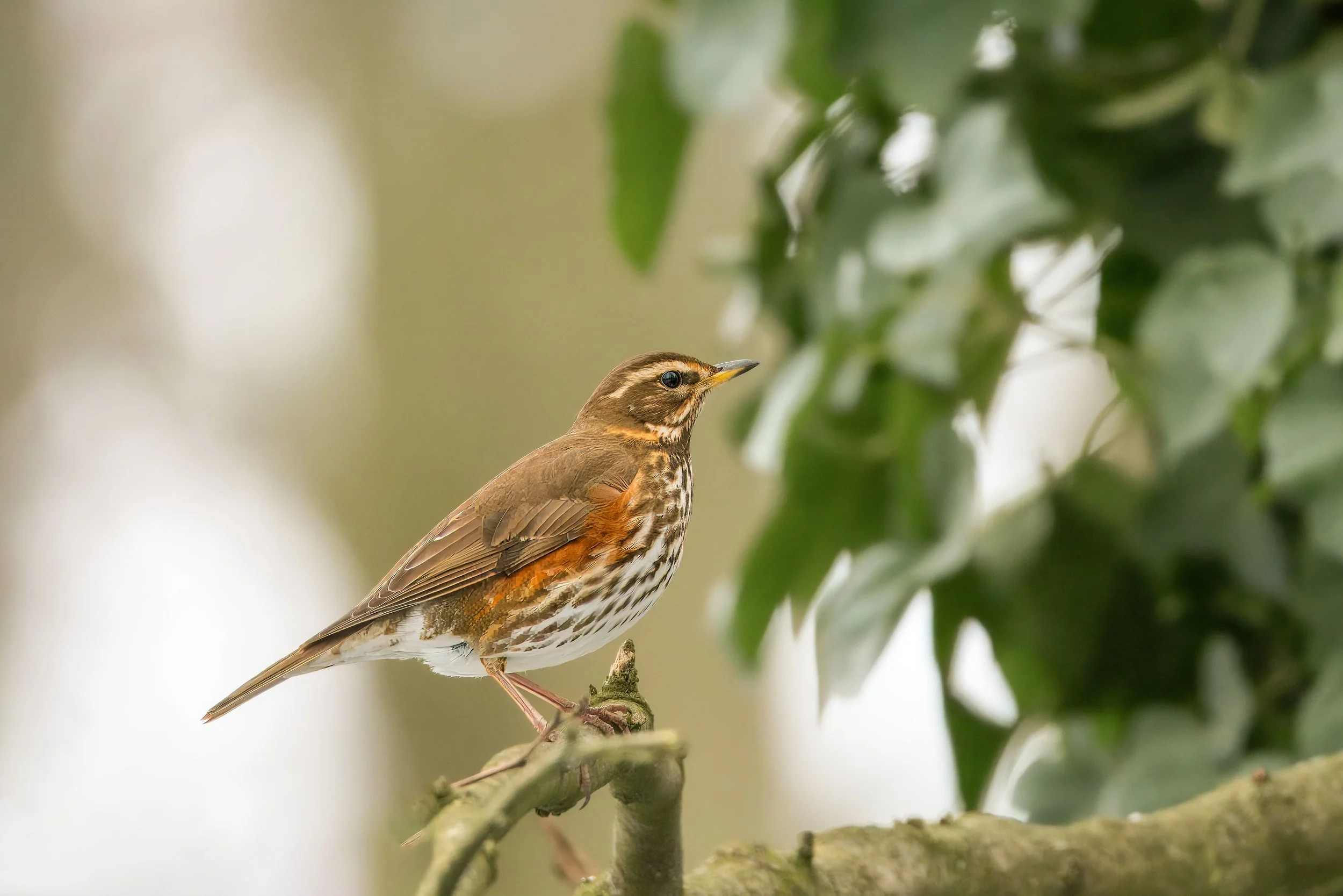 UK thrush identification: Song Thrush, Mistle Thrush, Redwing and Fieldfare