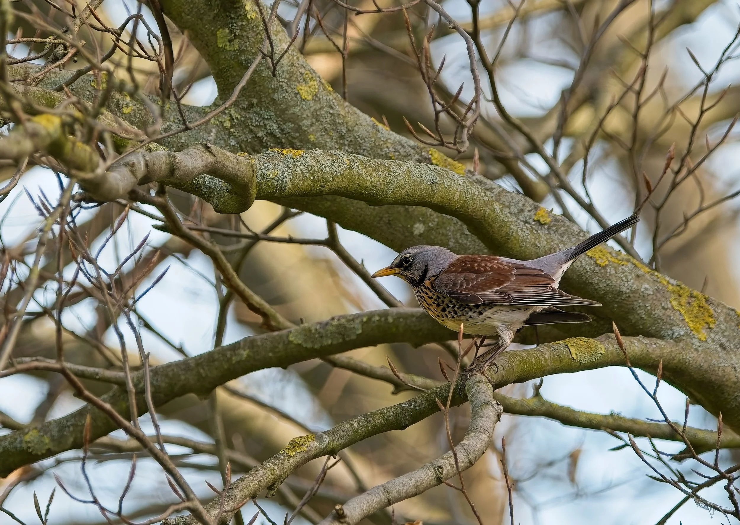 Fieldfare on a branch with a grey head, dark eye marking, chestnut upper back, grey rump and dark tail.