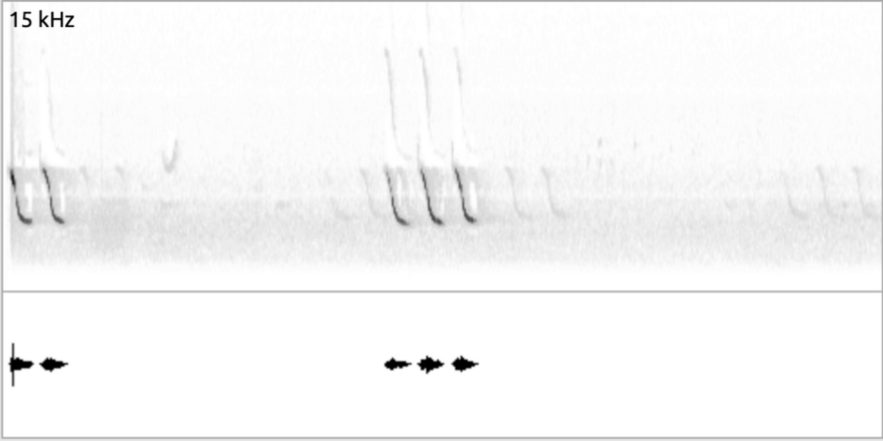 How to Use Xeno-canto for Bird Sound Identification