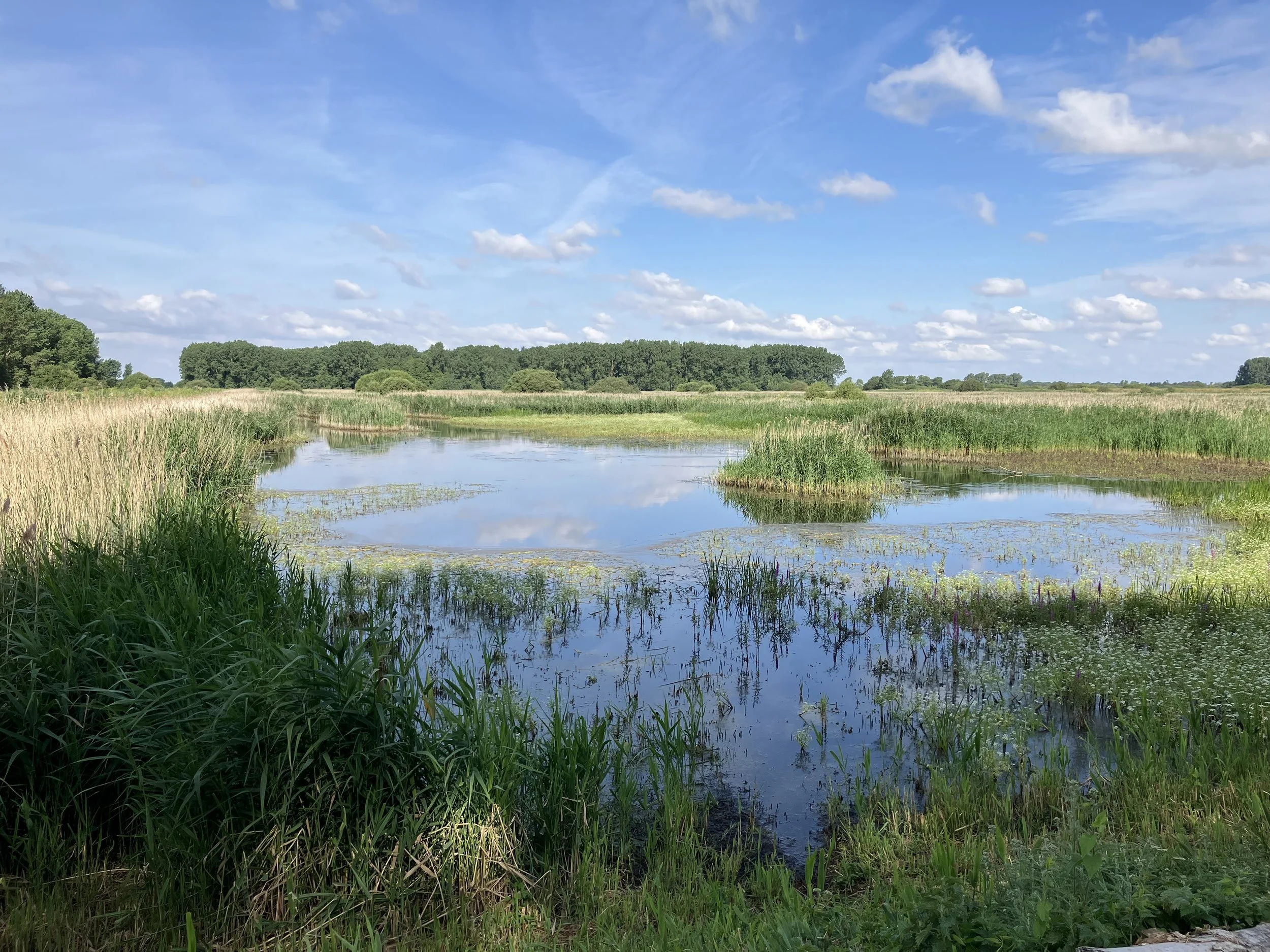 The Arable Ghost: How RSPB Lakenheath Fen Was Rebuilt&nbsp;
