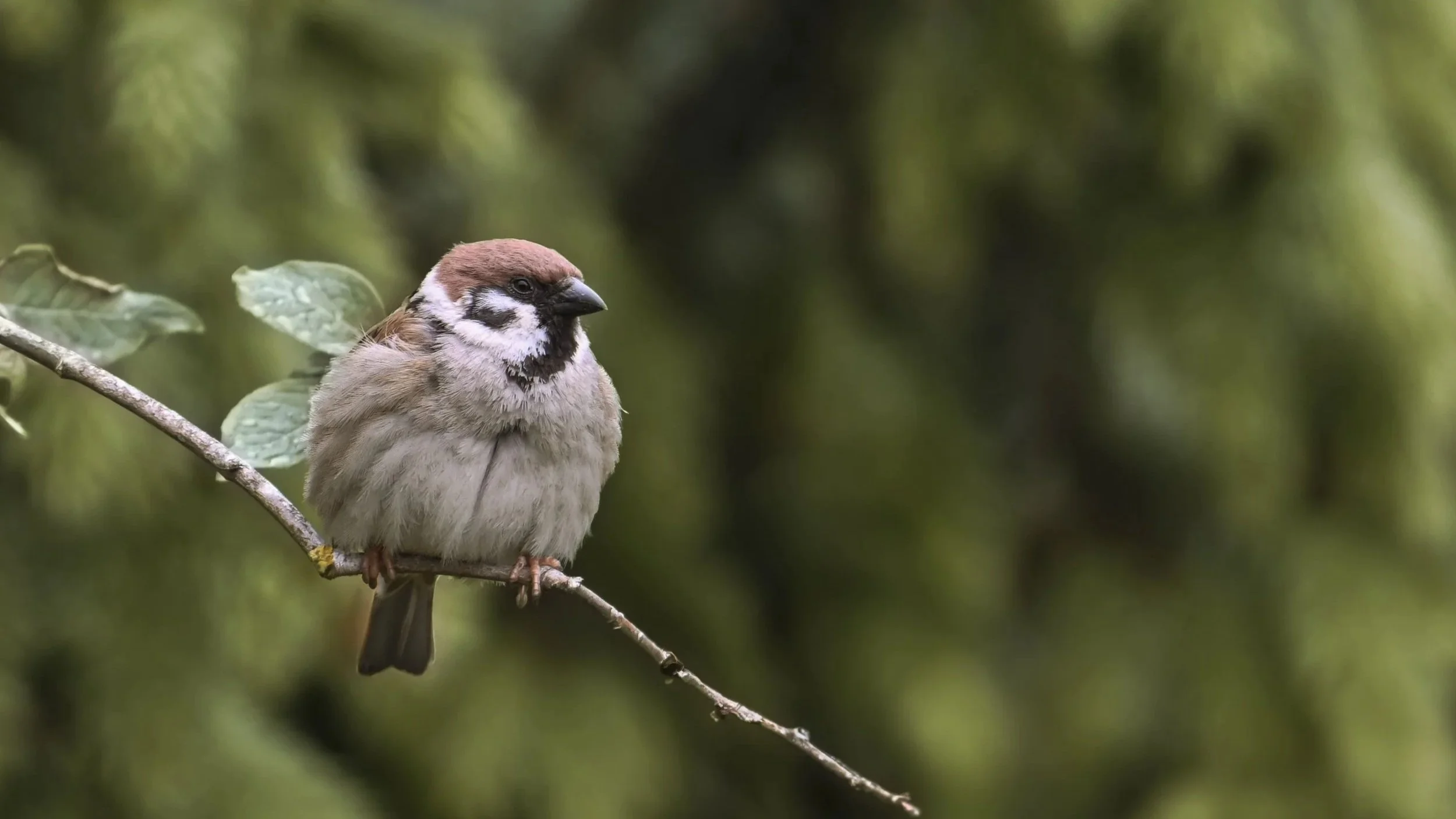 Tree Sparrow perched on a branch, showing a complete chestnut crown, white cheek and black cheek spot.