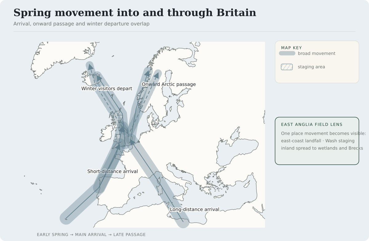 In spring, short-distance migrants build northwards from western and southern Europe while long-distance migrants arrive through broad western and central approaches from Africa. Some birds continue towards Arctic breeding areas while winter visitors depart northwards.