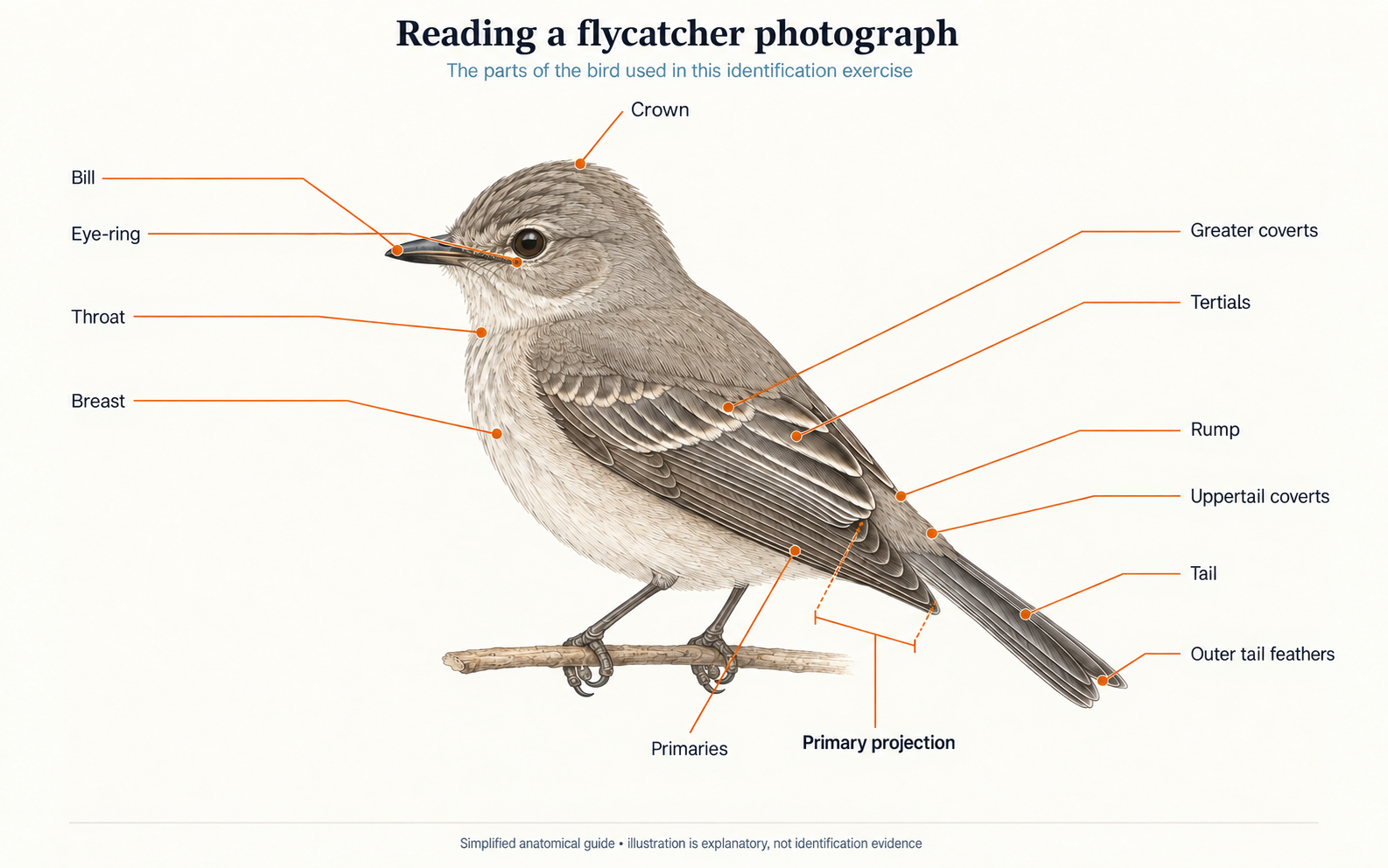 Flycatcher illustration of topography used in this article. Primary projection is the distance from the tip of the longest tertial to the tip of the longest primary.