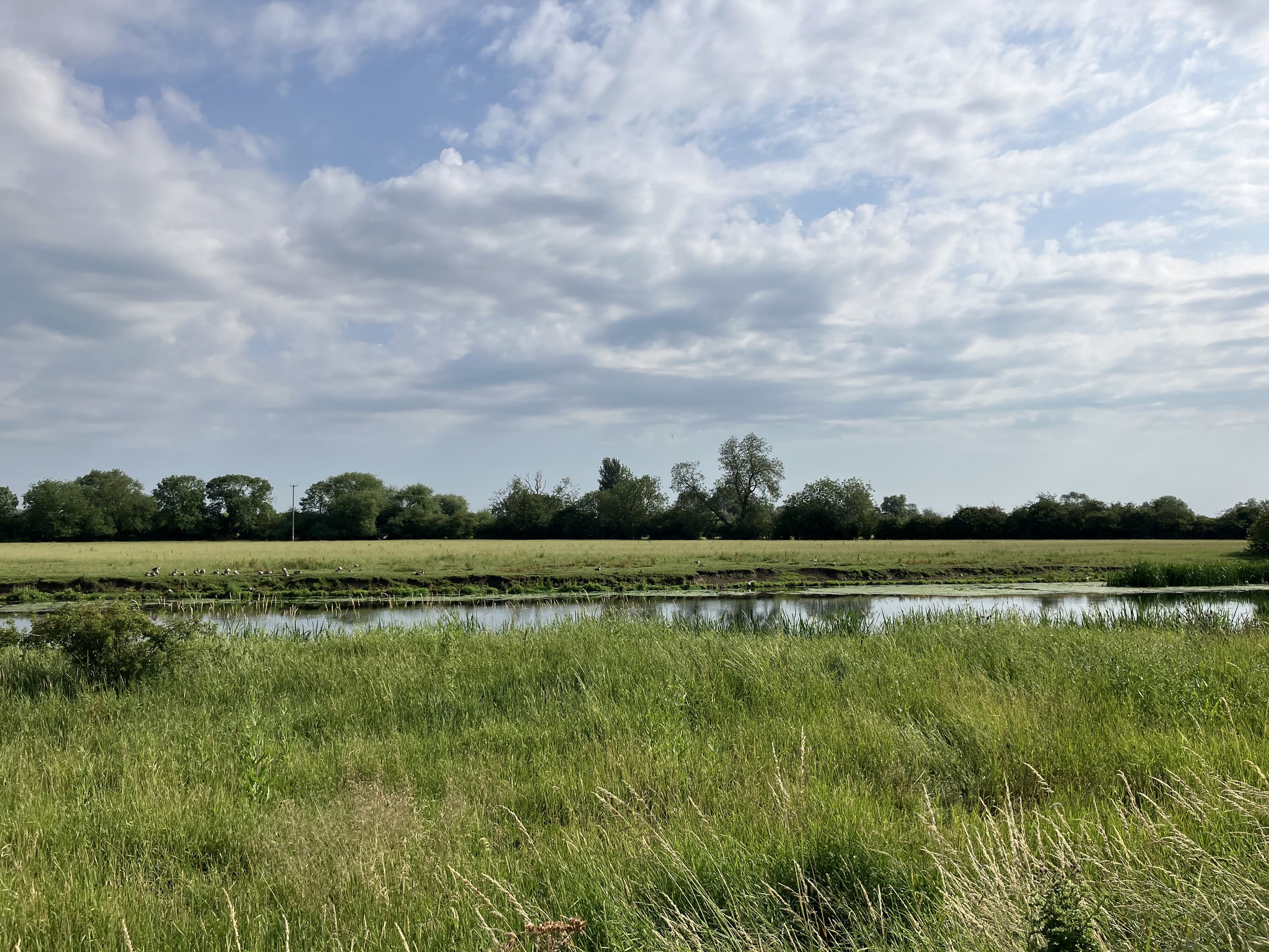 Greylag Geese on open water beside grazed grassland at Fen Drayton Lakes.