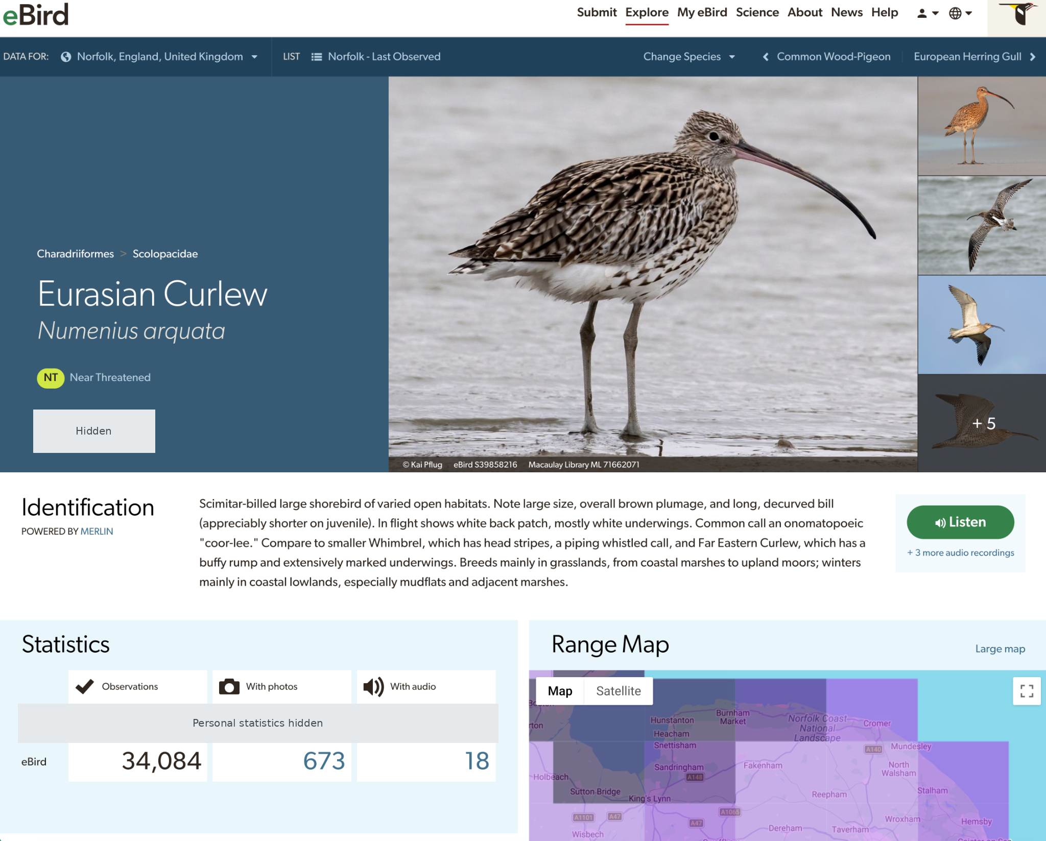 eBird Eurasian Curlew page showing identification information, regional records and a range map; personal statistics hidden.