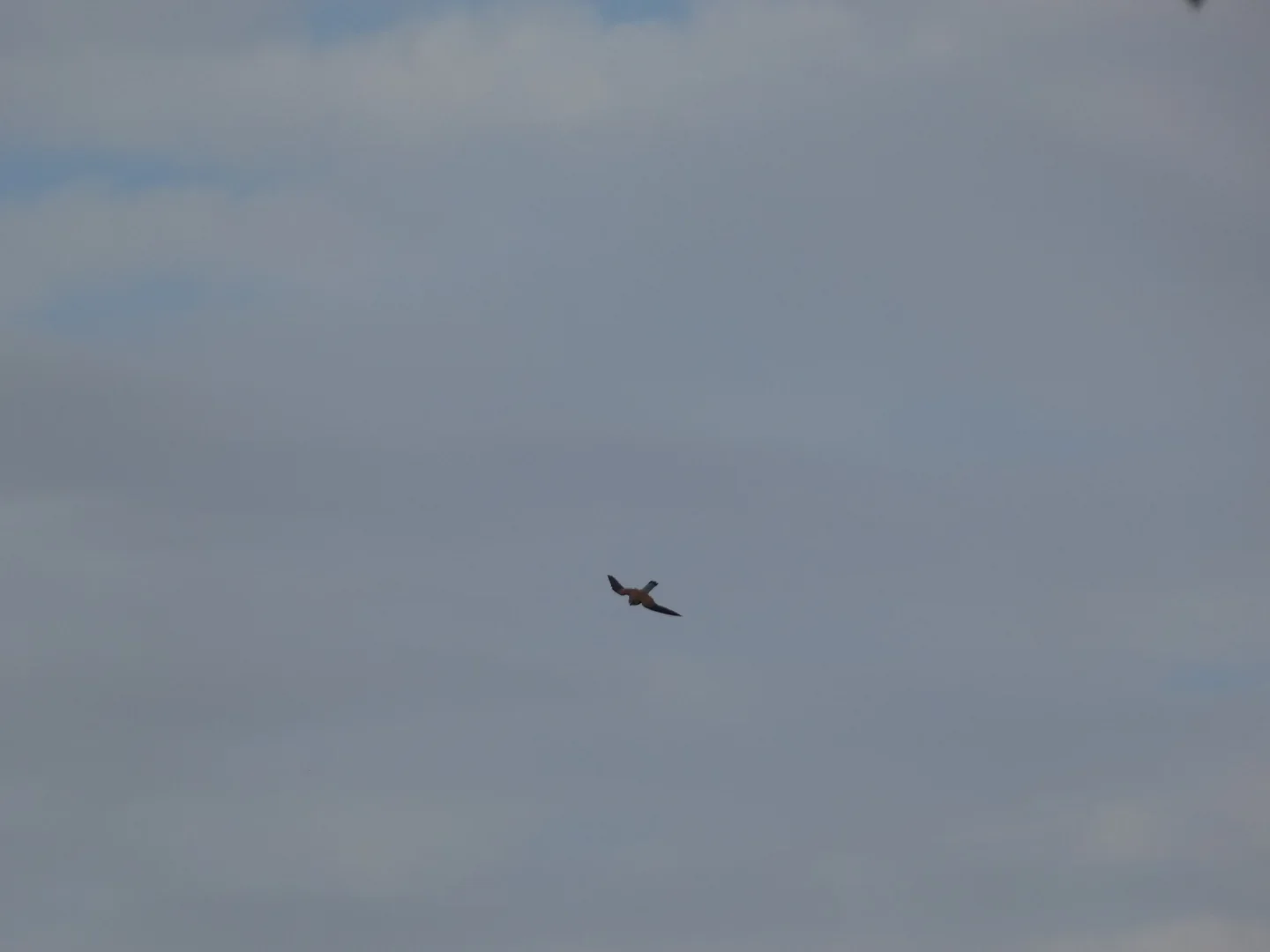 Kestrel in flight photographed with the Lumix FZ82D at an estimated 120 metres.