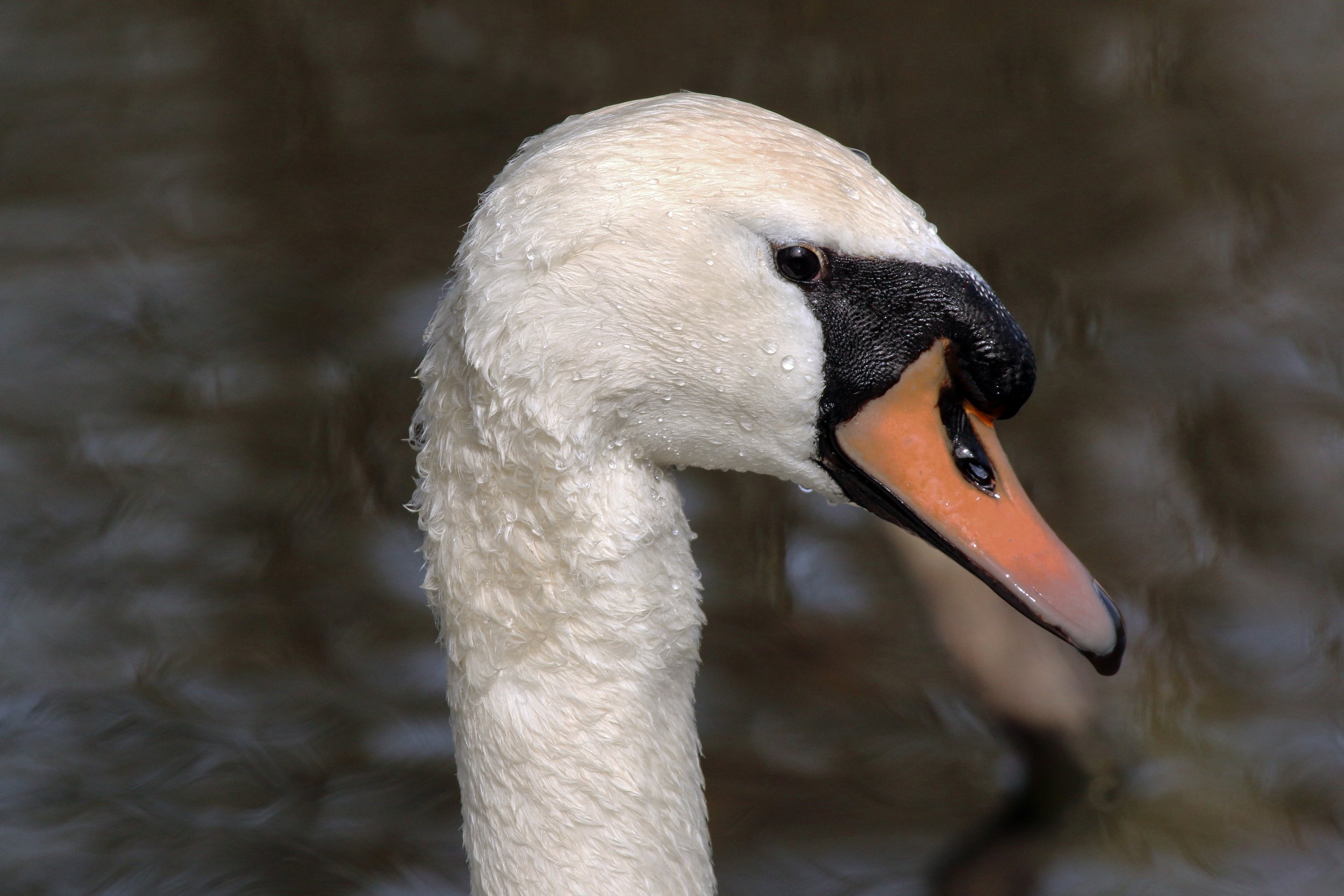 Mute Swan head with an orange bill, black face and prominent black knob at the base of the bill.