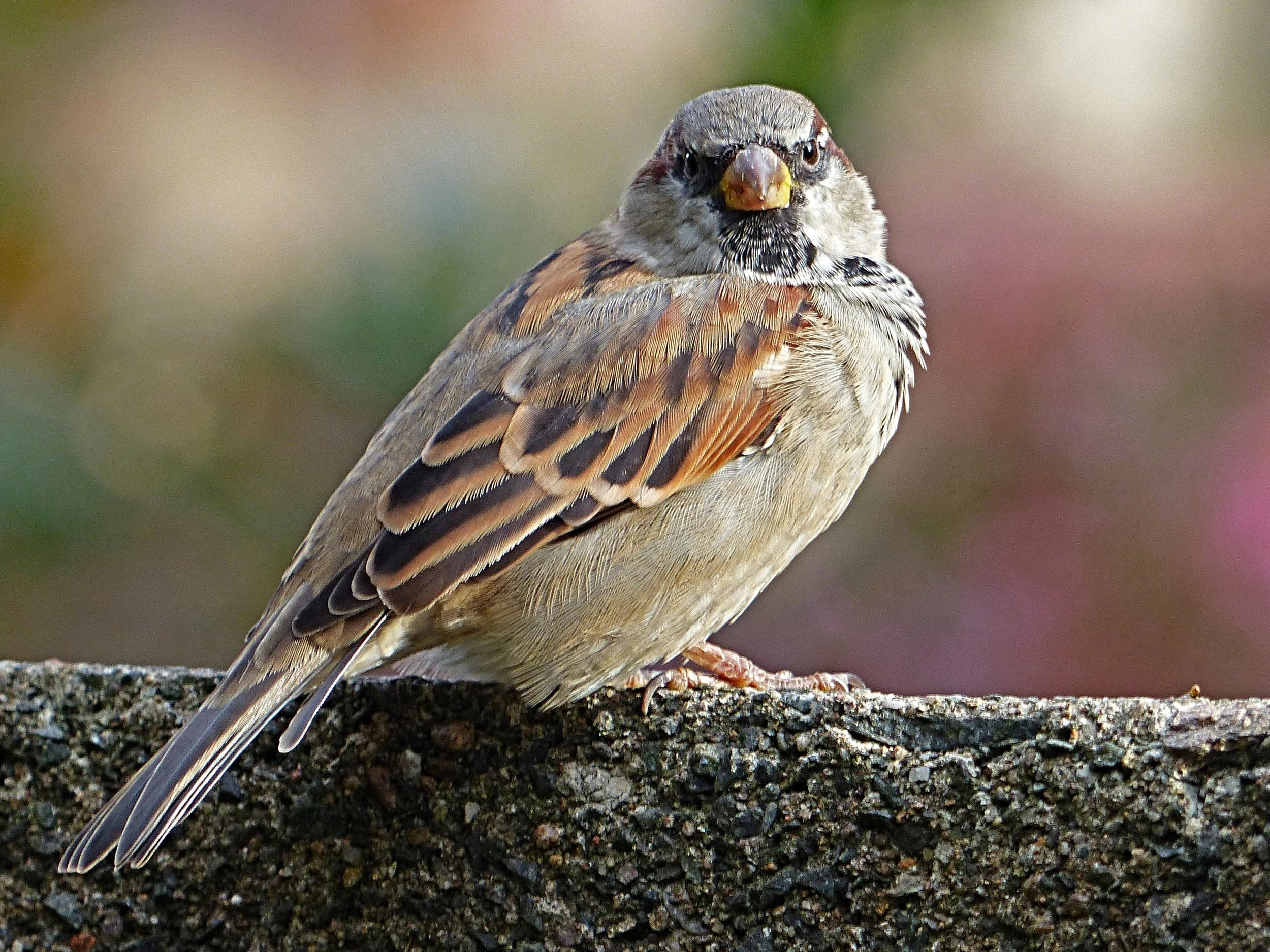 Adult male House Sparrow with a grey crown, chestnut head sides, plain cheek and black bib.